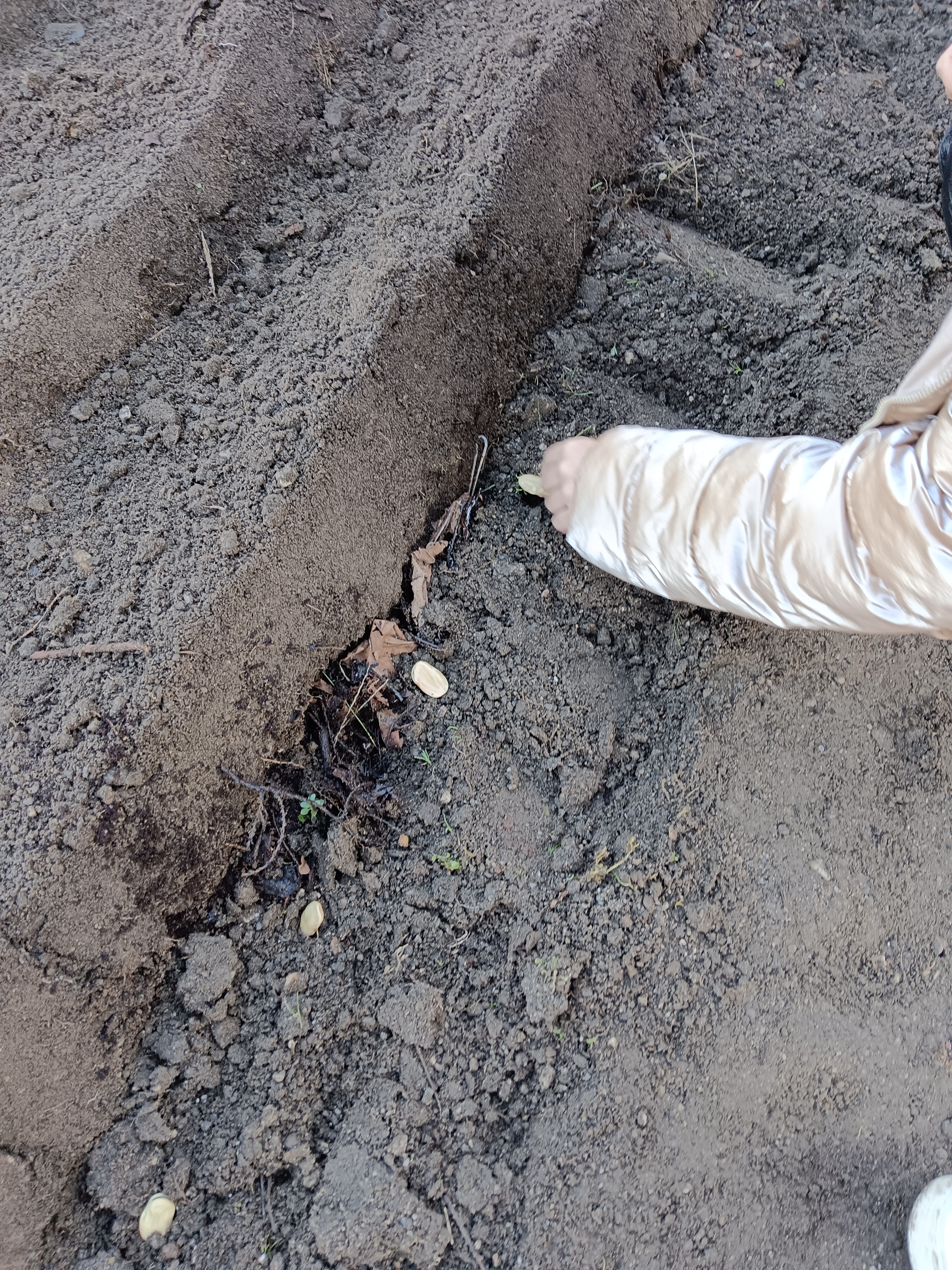 Sementeira de favas.