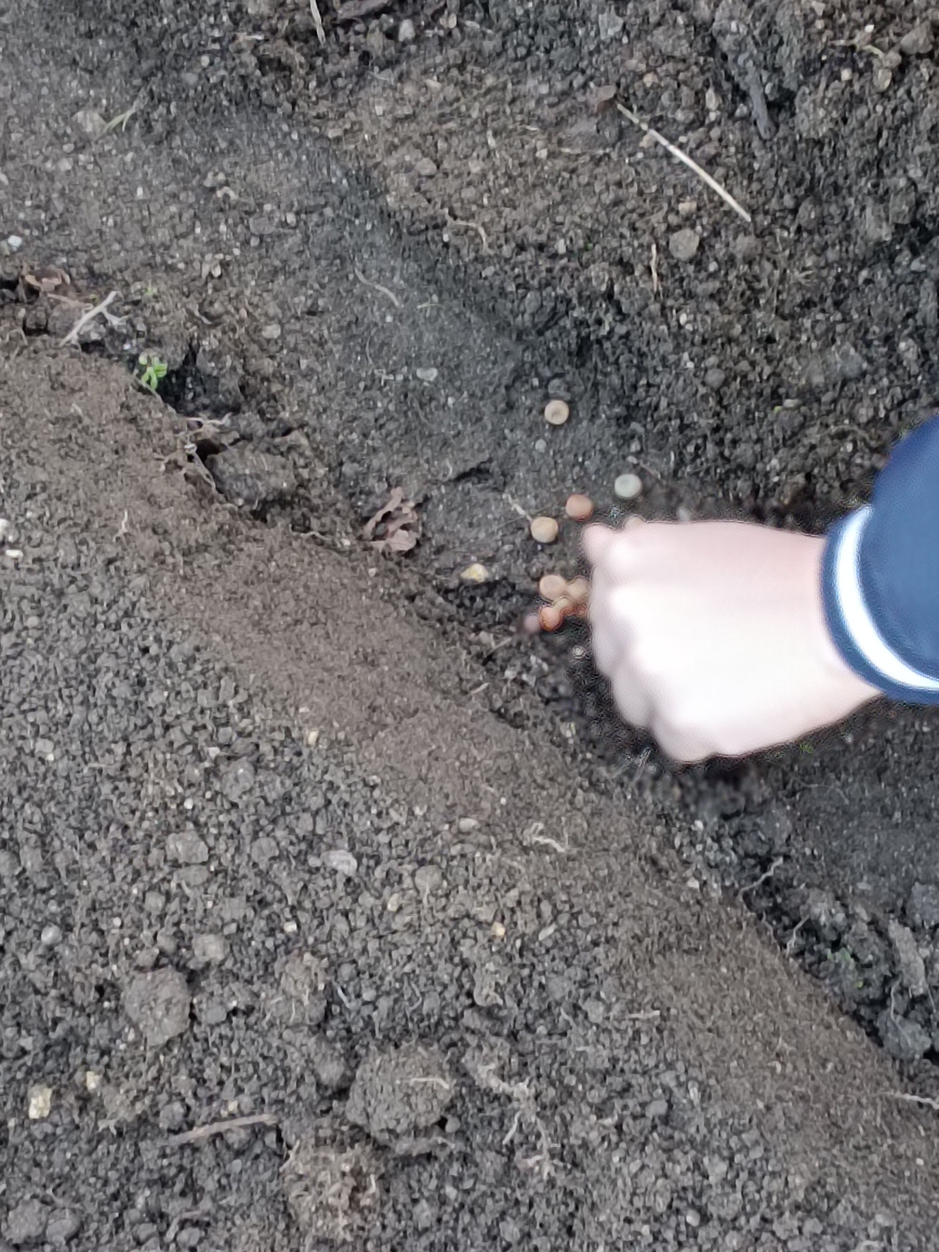 Sementeira de ervilha de quebrar.