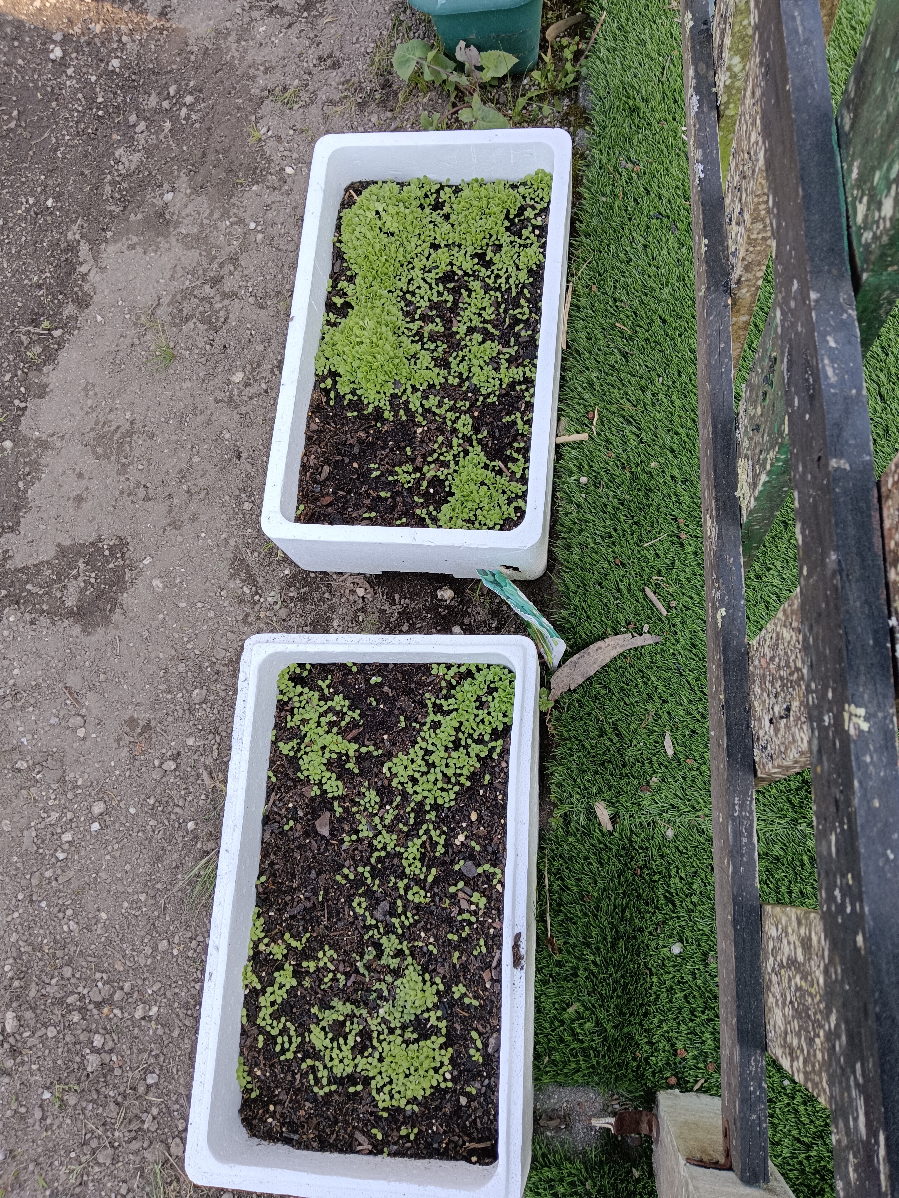 Crescimento das sementeiras (alface, tomate e salsa).