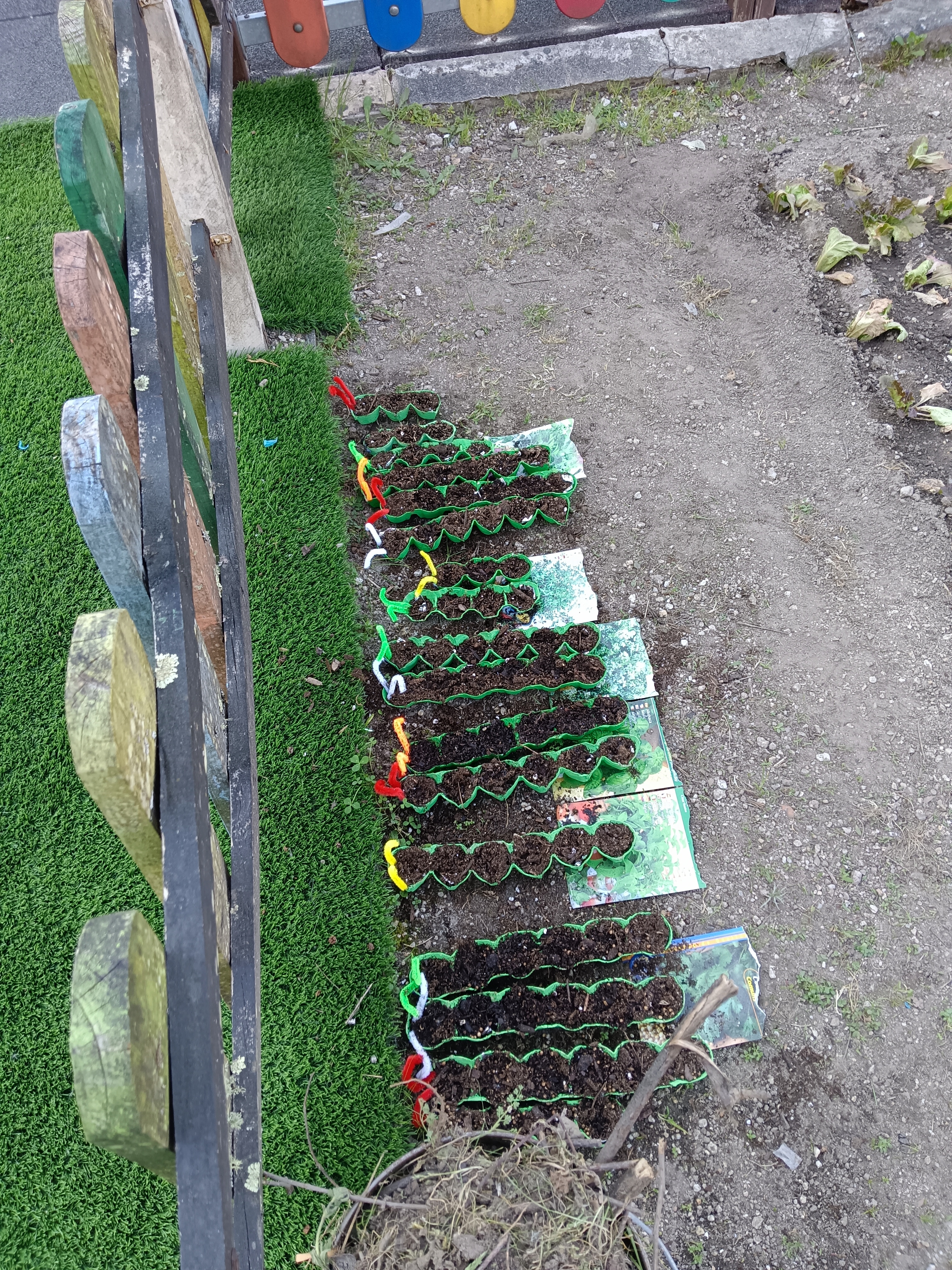 Lagartinhas das aromáticas (sementeiras).