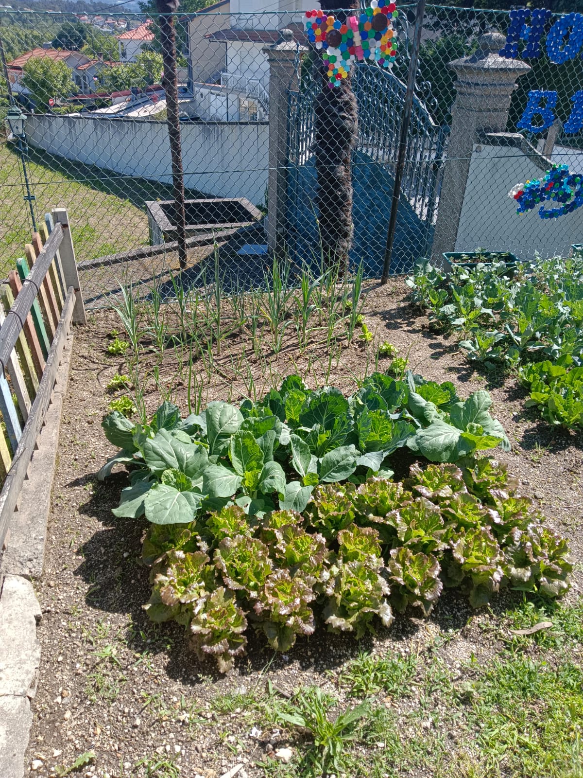 Pormenor do crescimento dos legumes.