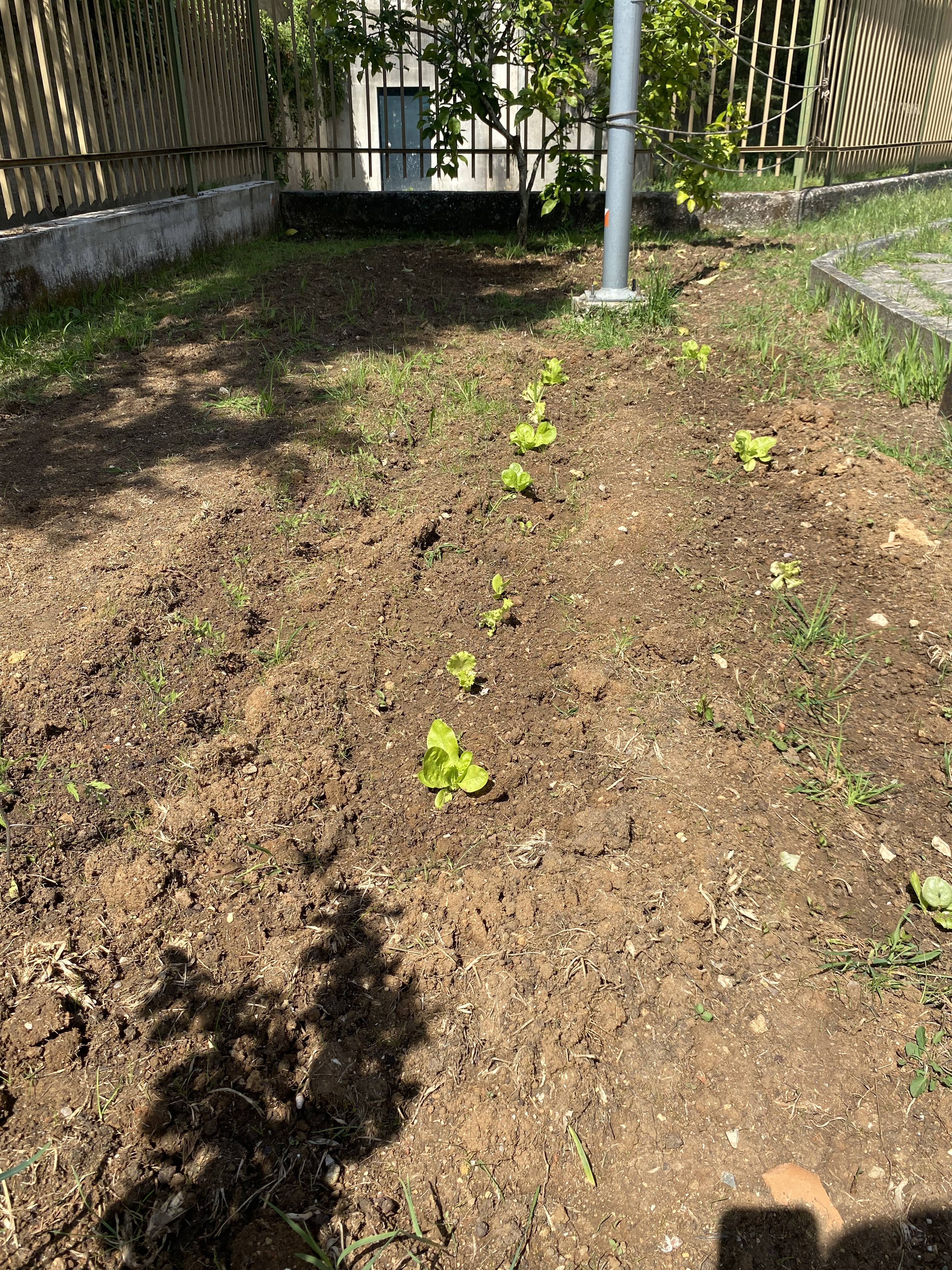 Plantação de alface e tomate