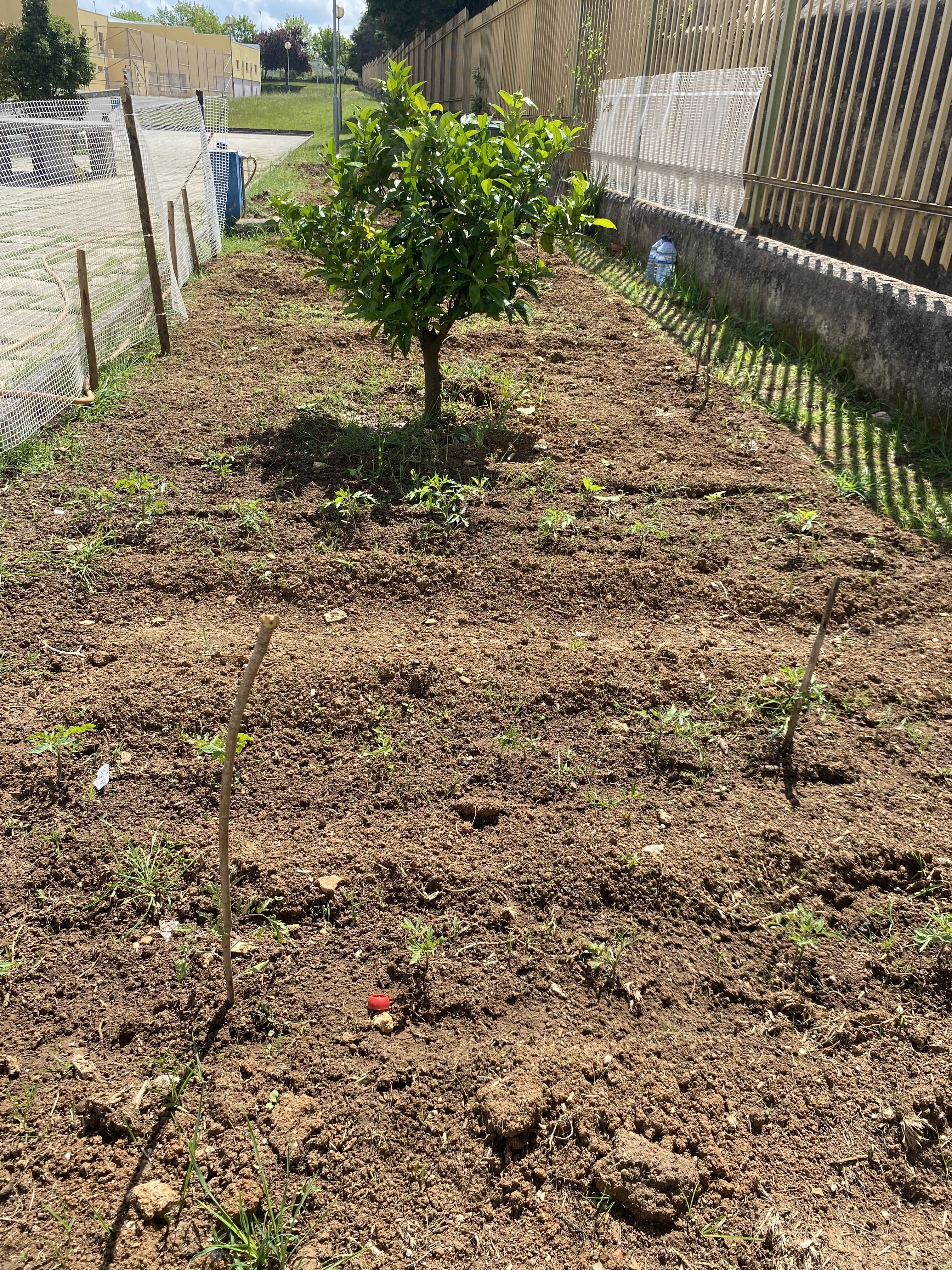 Plantação de tomates e beringelas