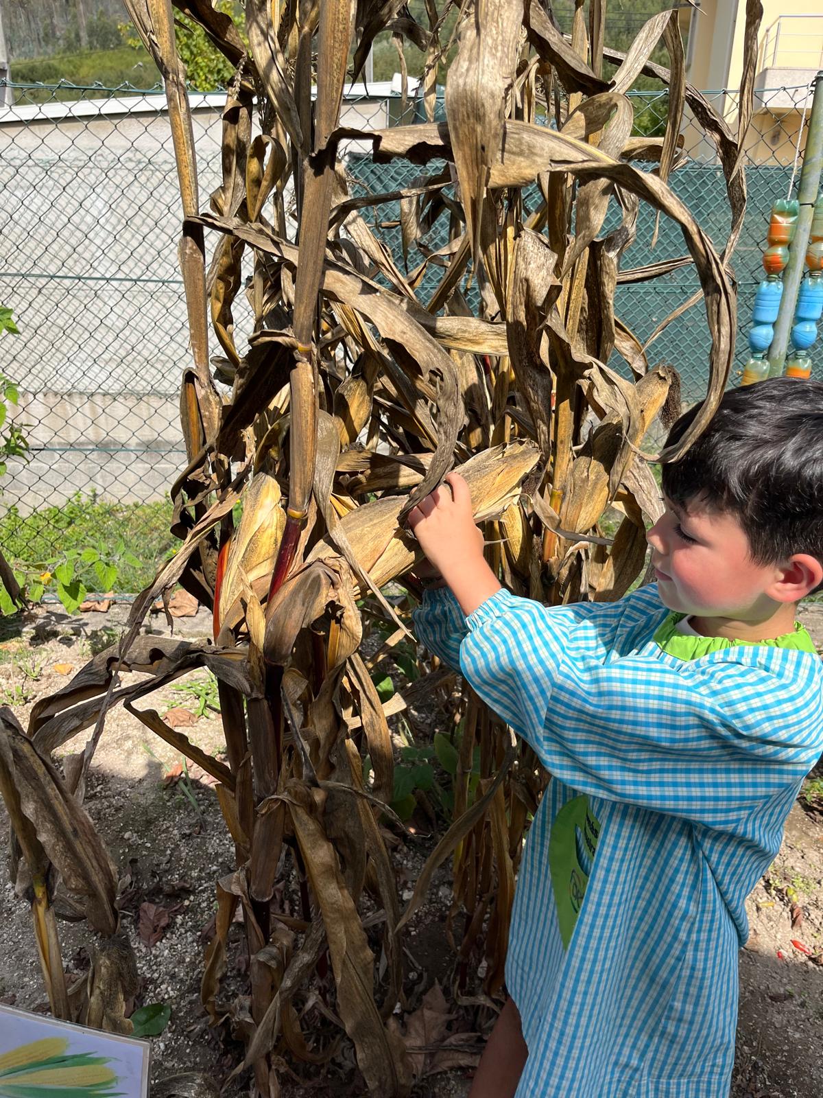 Colheita das espigas (milho)