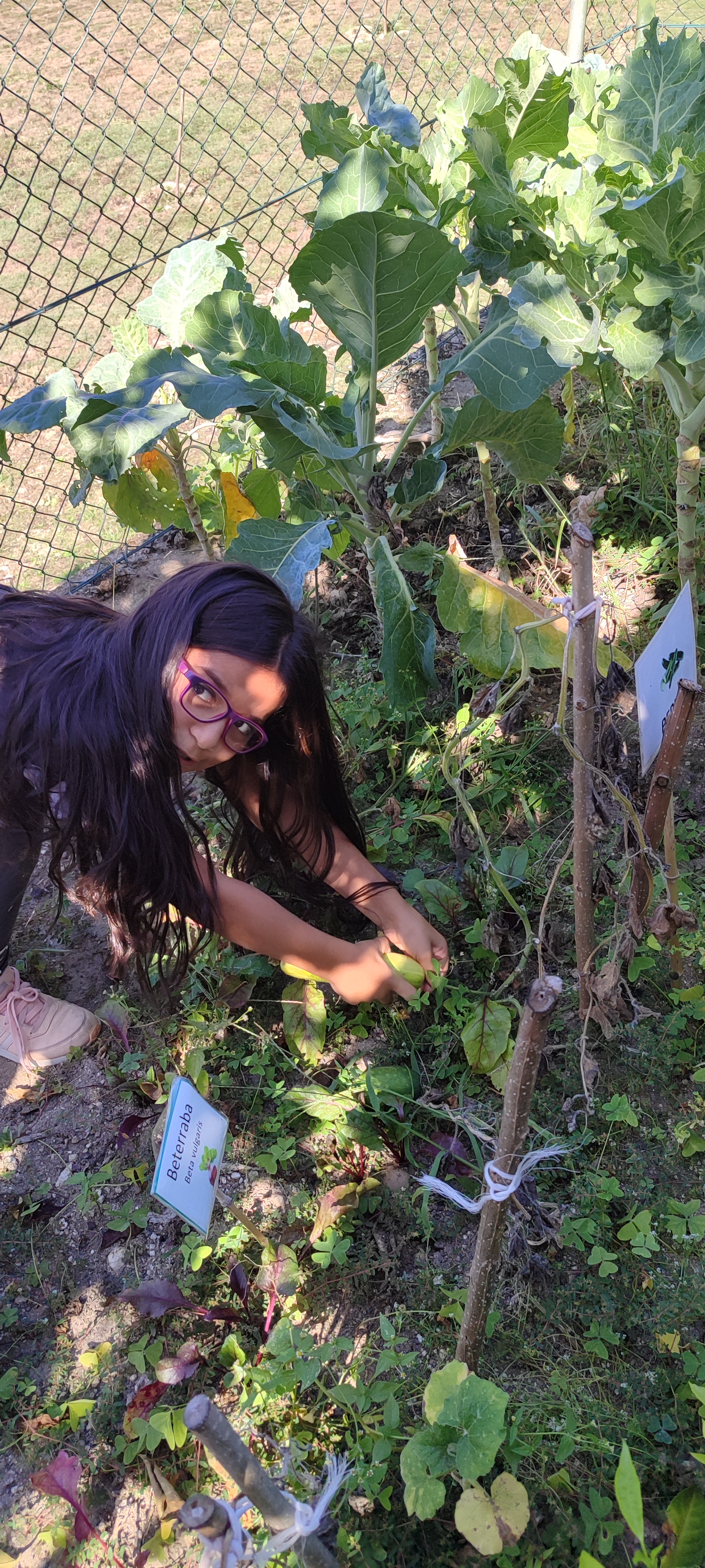 Colheita de vegetais