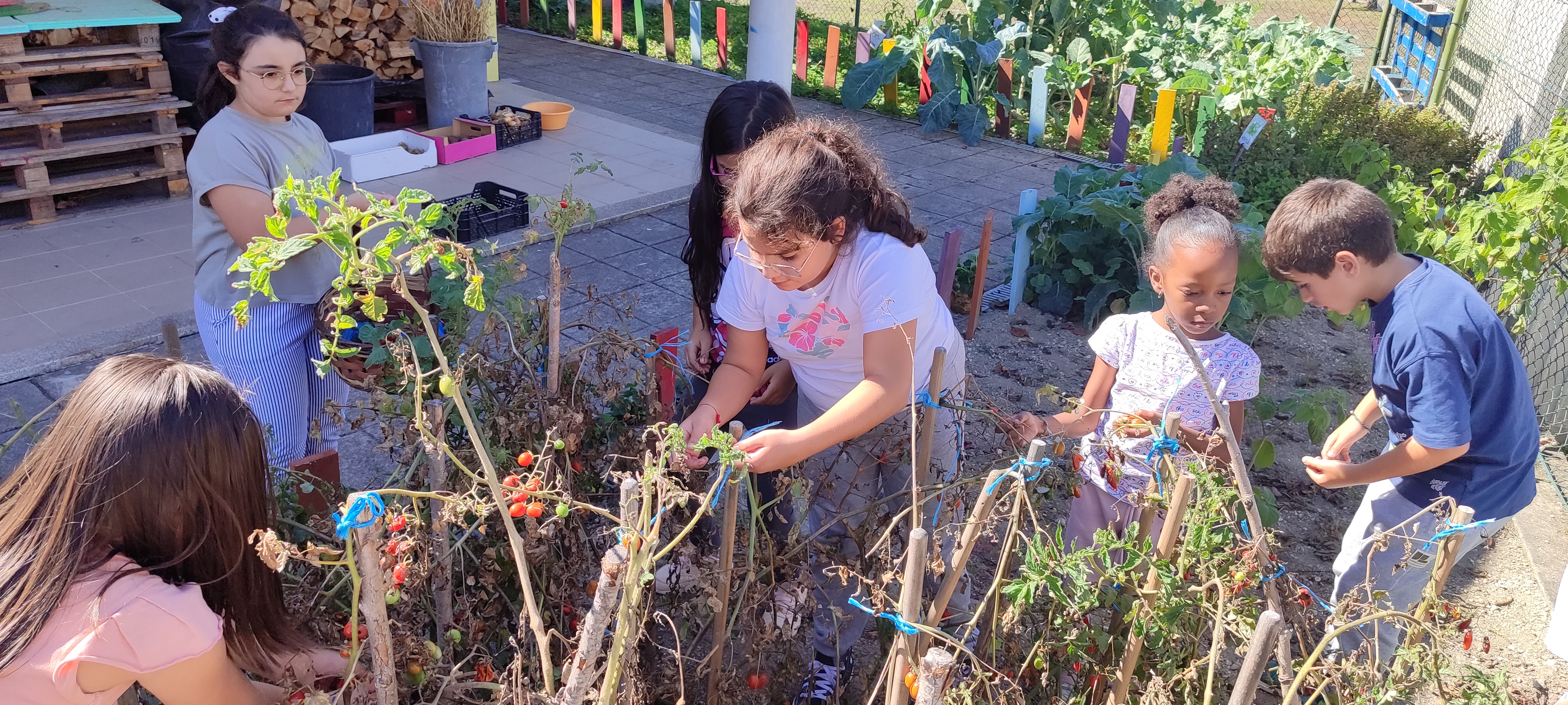 Colheitas de outono (tomates e vegetais)