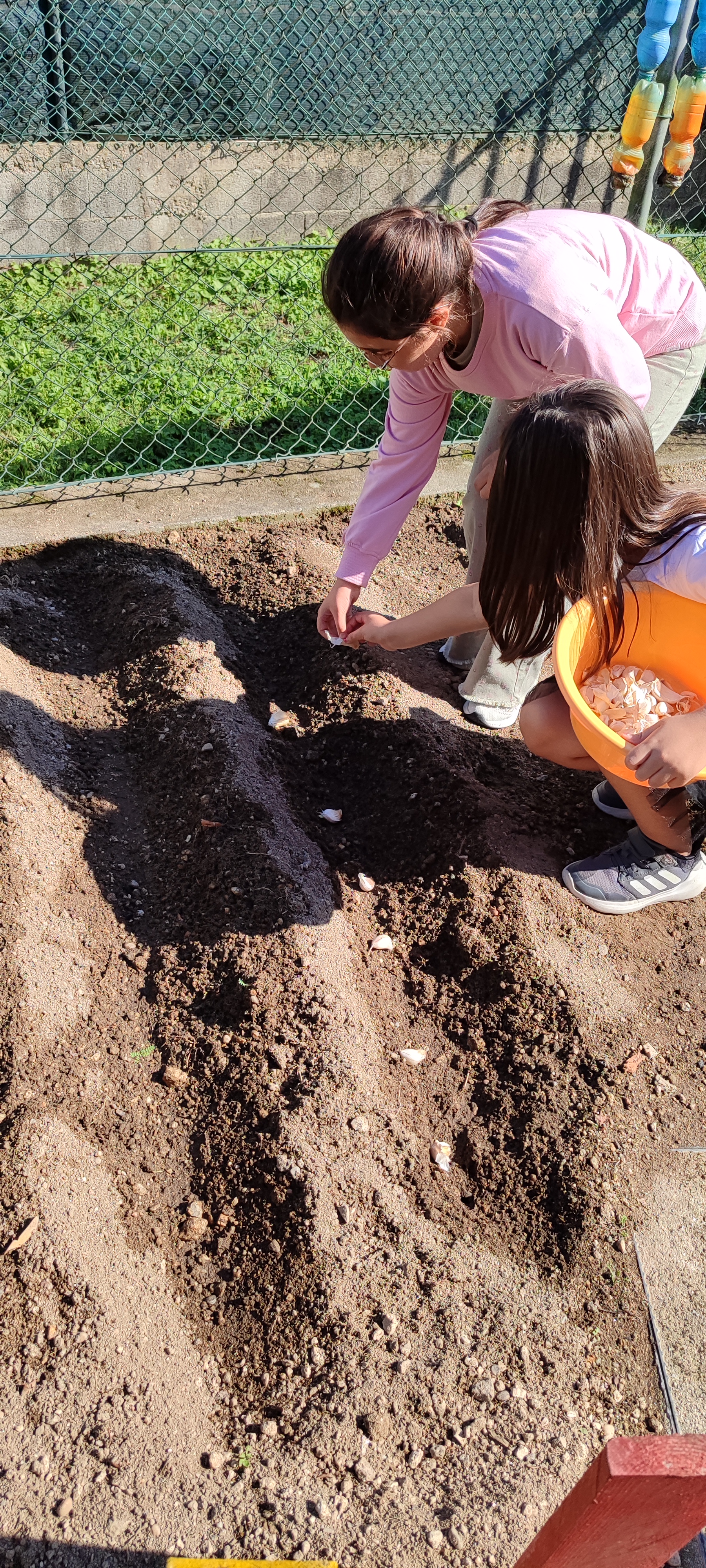 Primeiras sementeiras de outono (alhos)