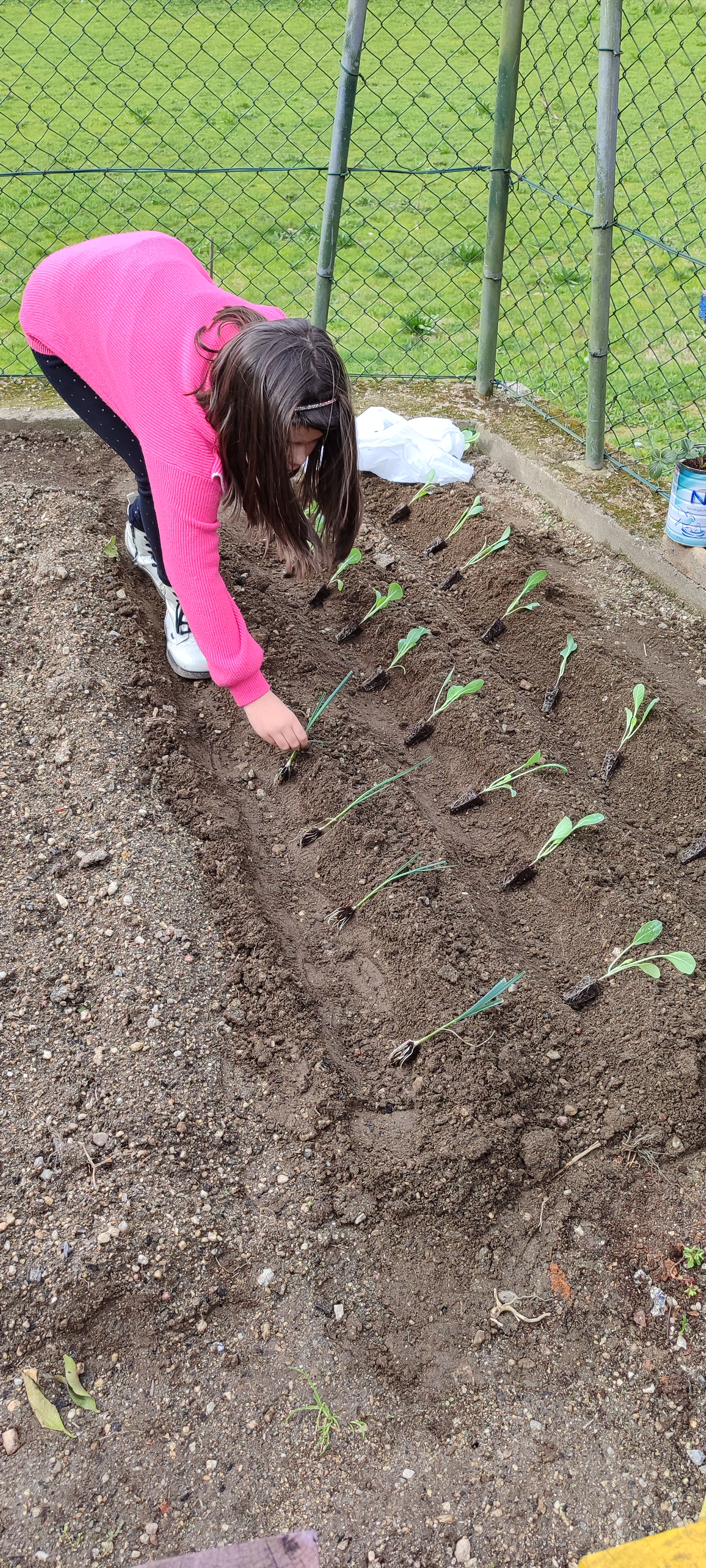 Plantação do cebolo.