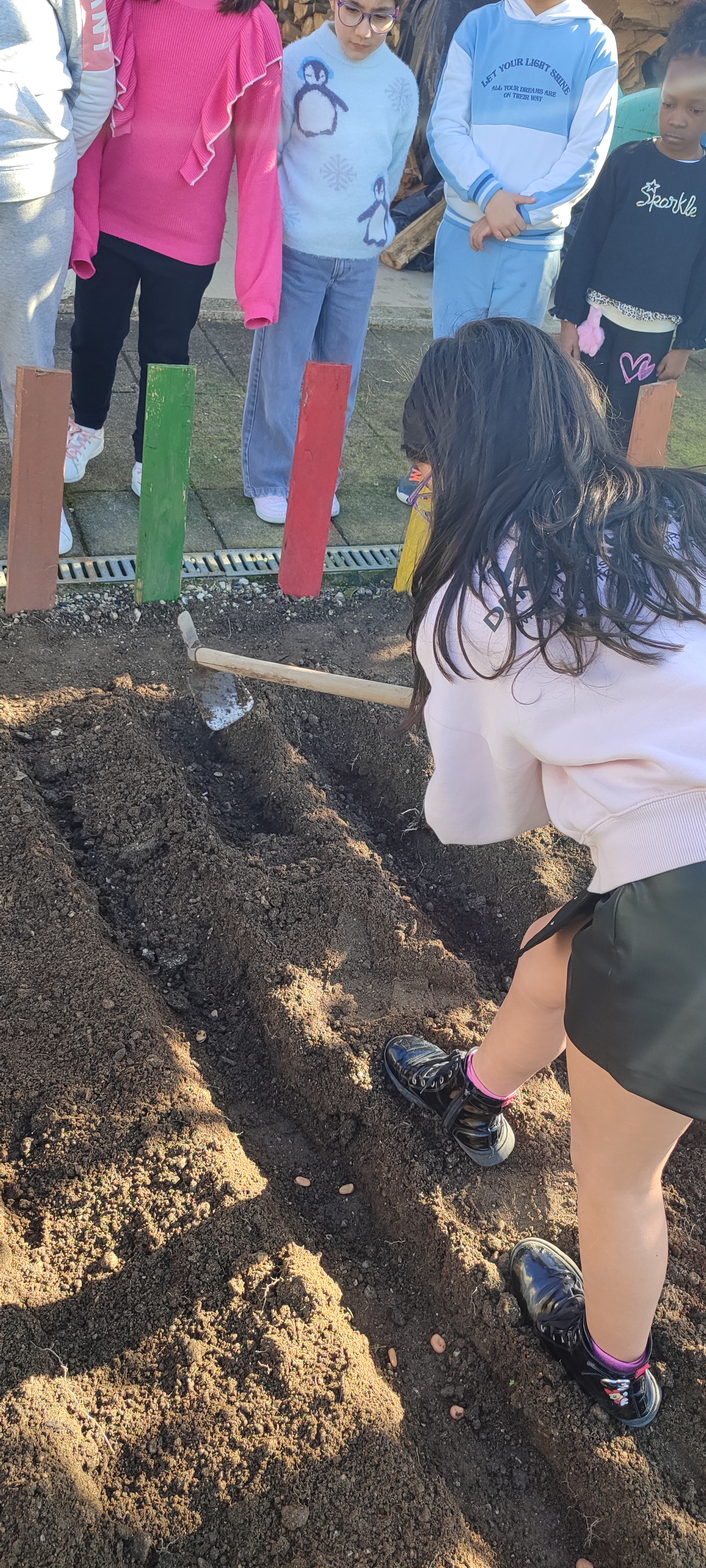 Sementeira das favas (fevereiro).