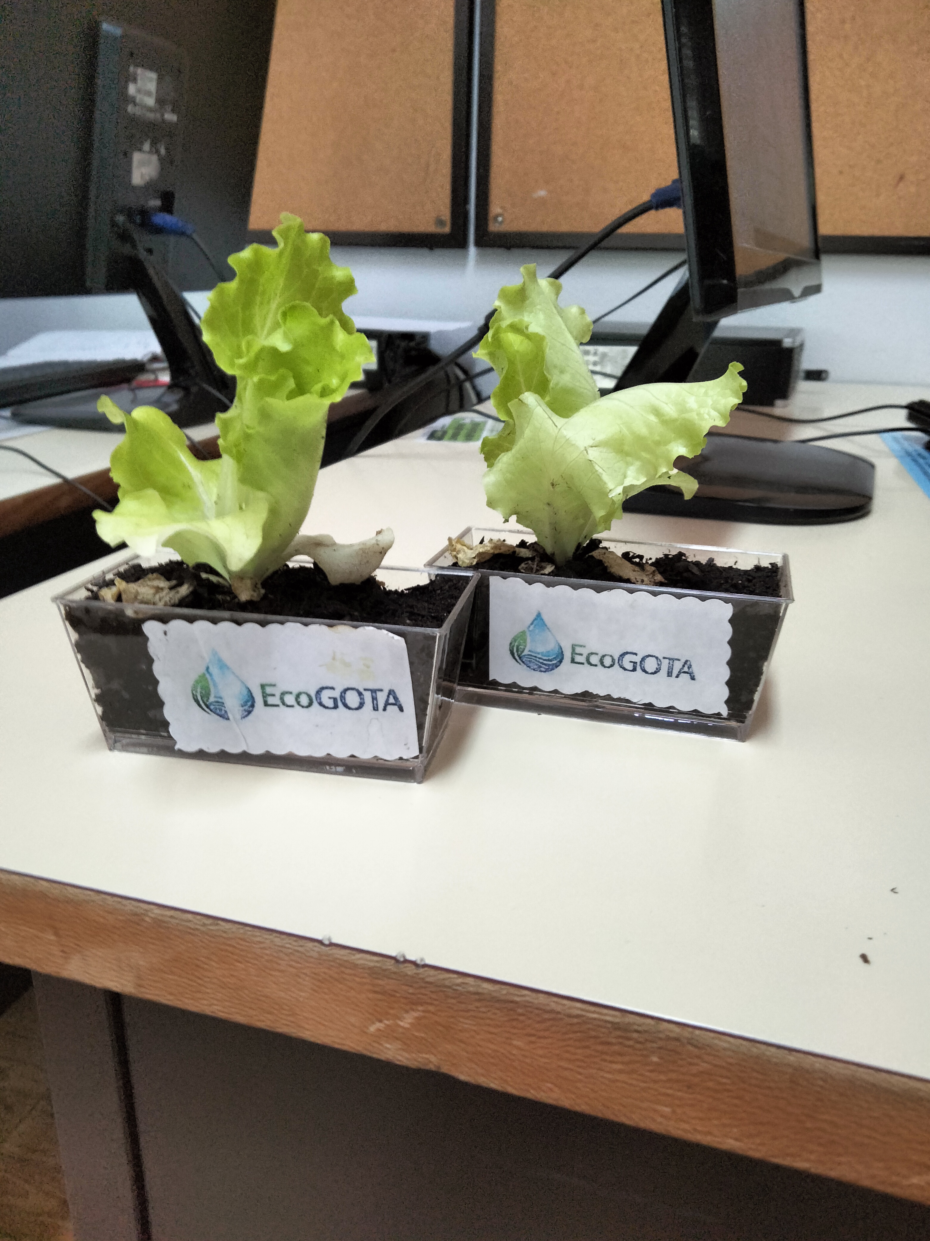 Germinação das sementes de alface.