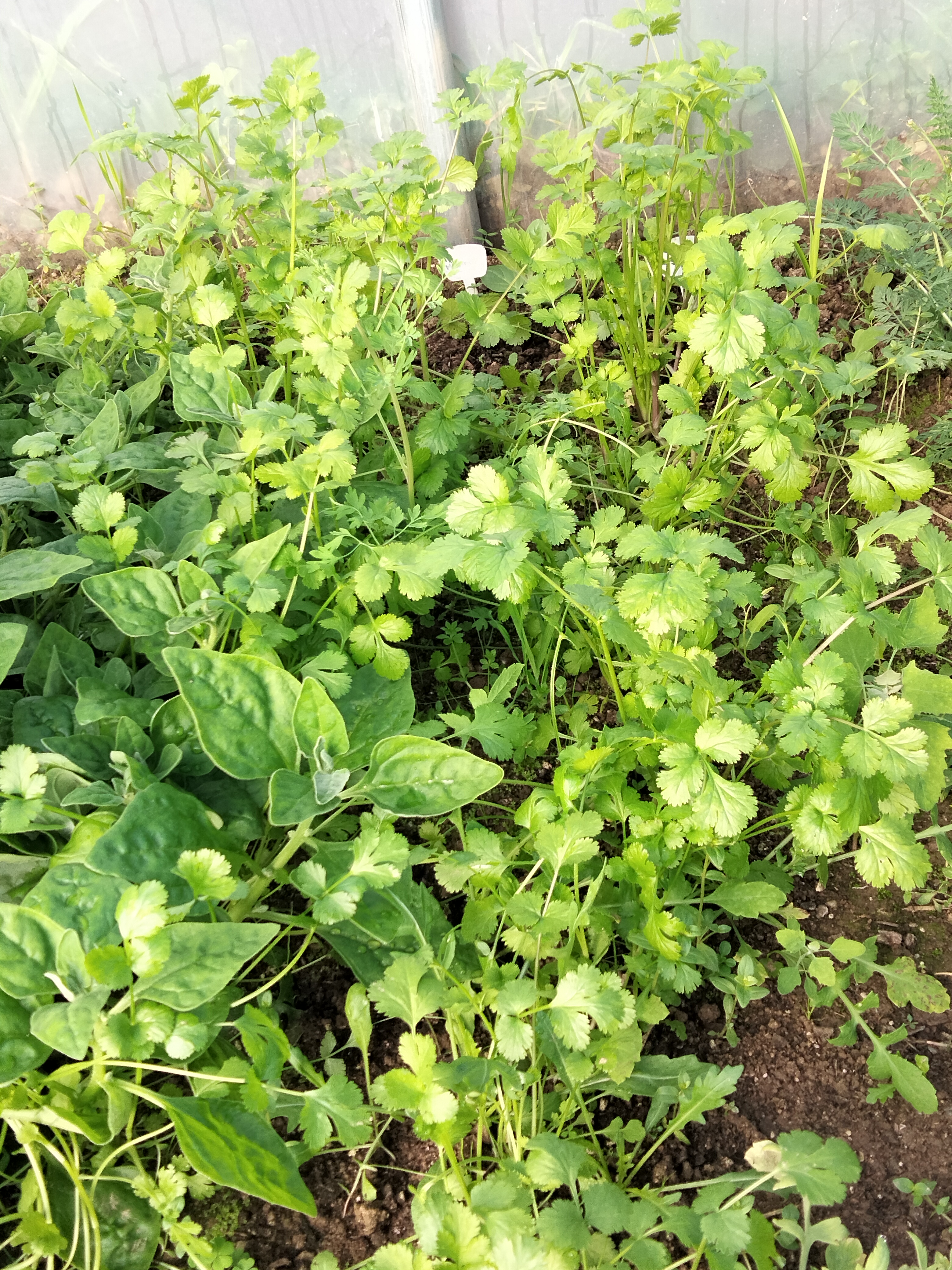 Ervas aromáticas, no inicio de maio