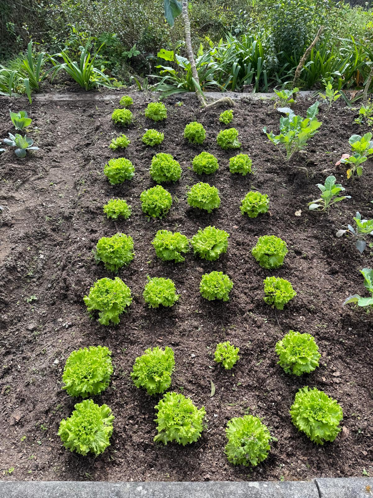 Horta Limpa: Pós remoção de ervas daninhas-  Alfaces cuidadas.