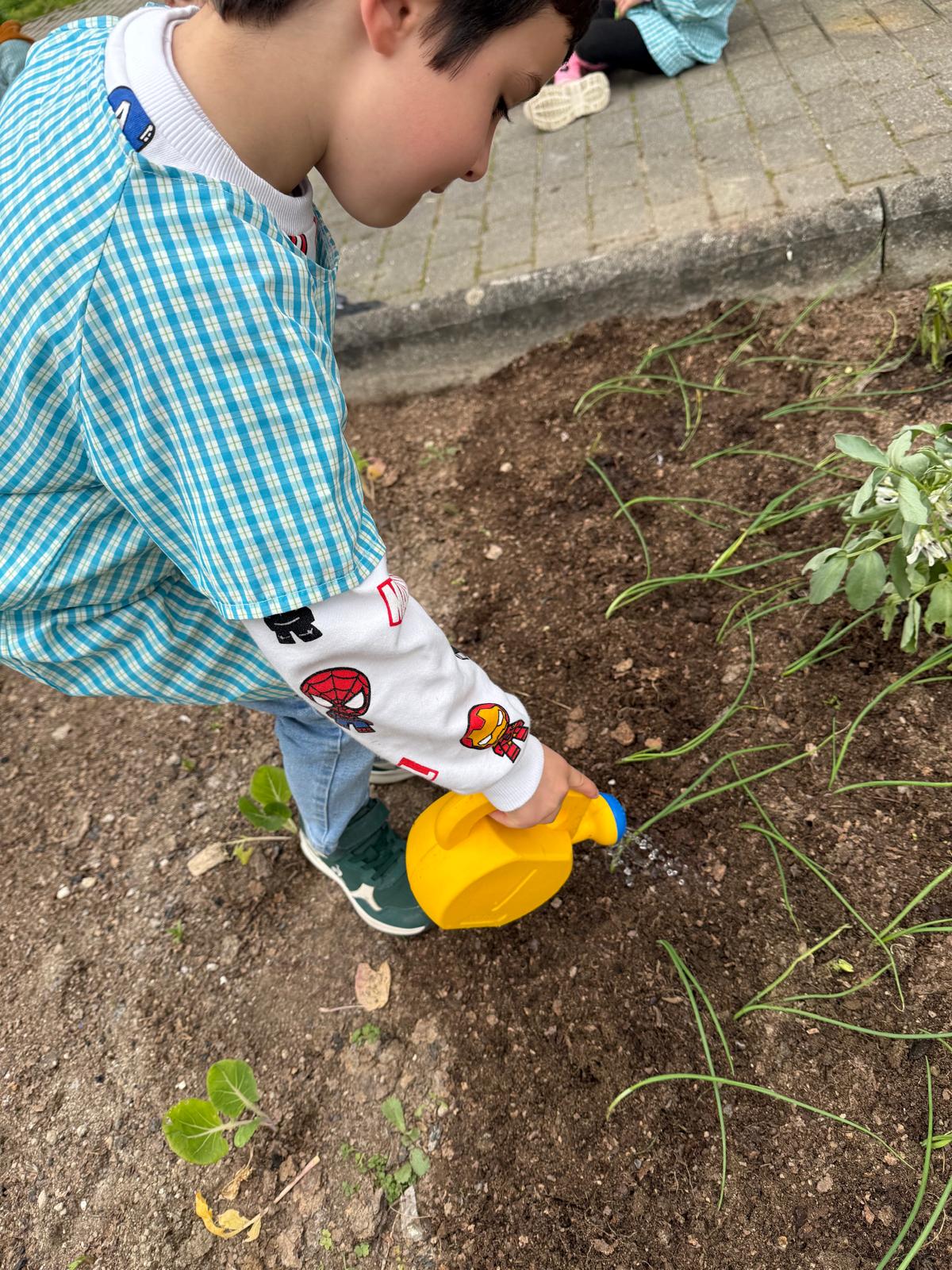 Novas plantações: cebolo na terra e rega para crescer.