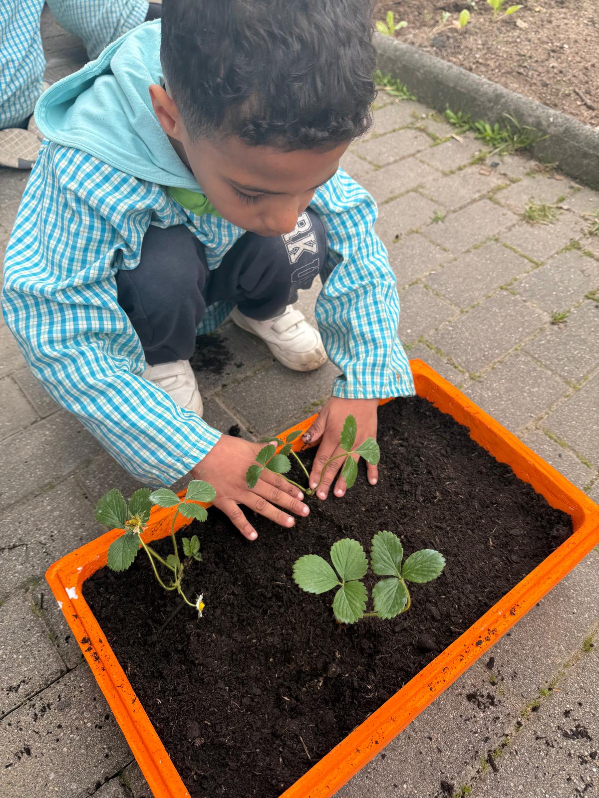 Plantação de morangos