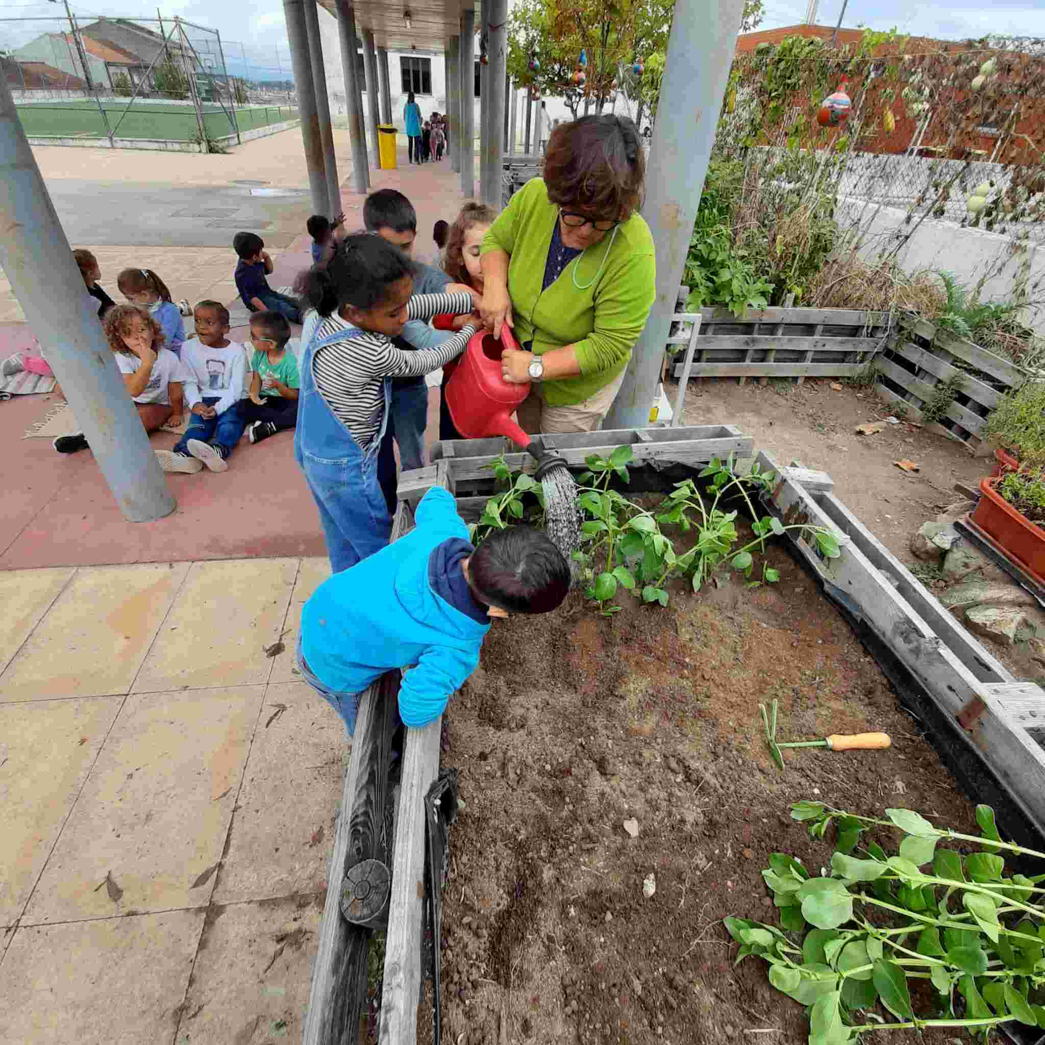 Alunos de uma turma  a plantar e regar faveiras, que havaim semeado em tabuleiro algum tempo antes.