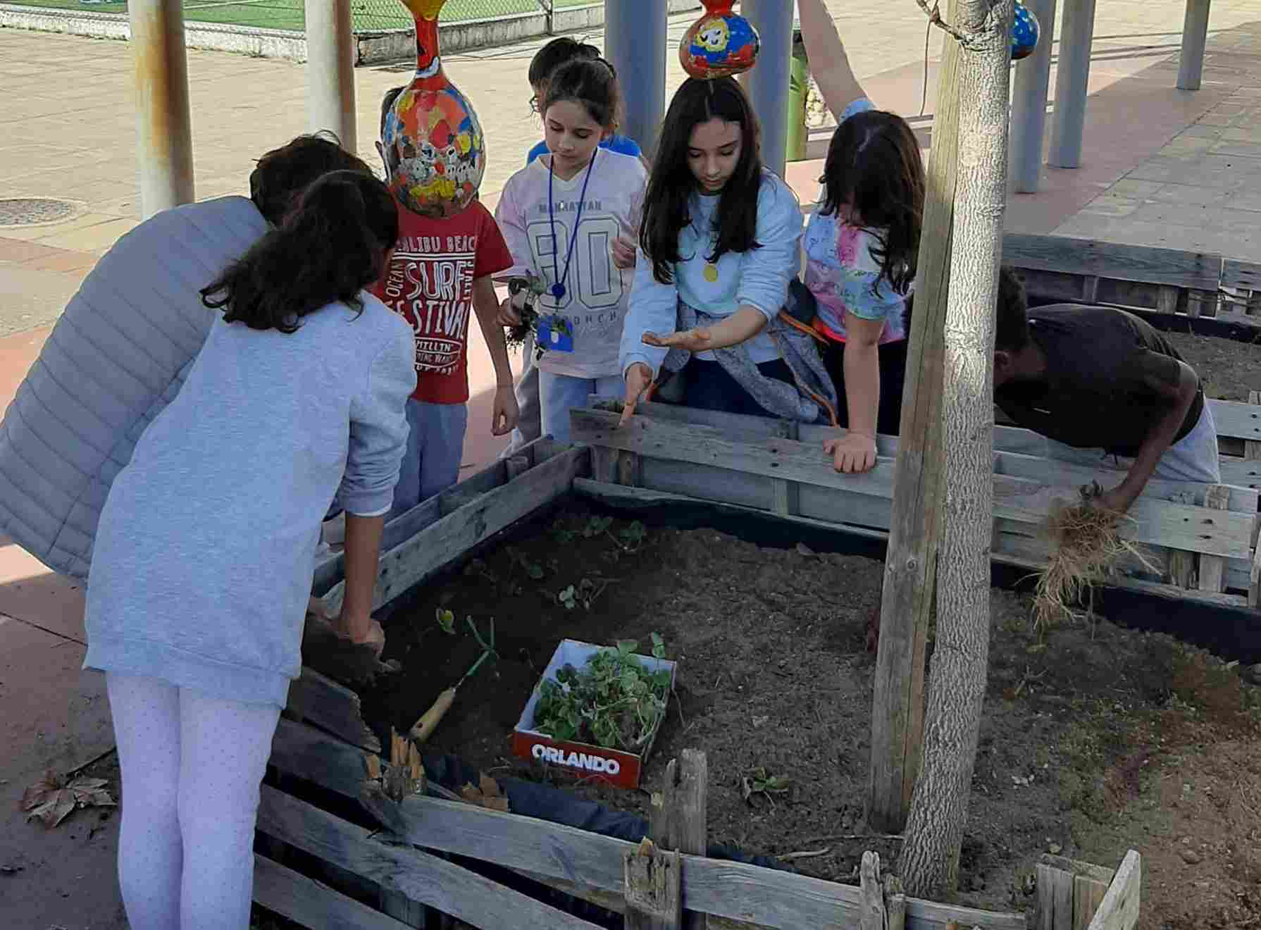 Alunos da turma 4º A a transplantar morangueiros para um novo canteiro (mudas retiradas do canteiro dos morangueiros mais velhos - 2º ano)