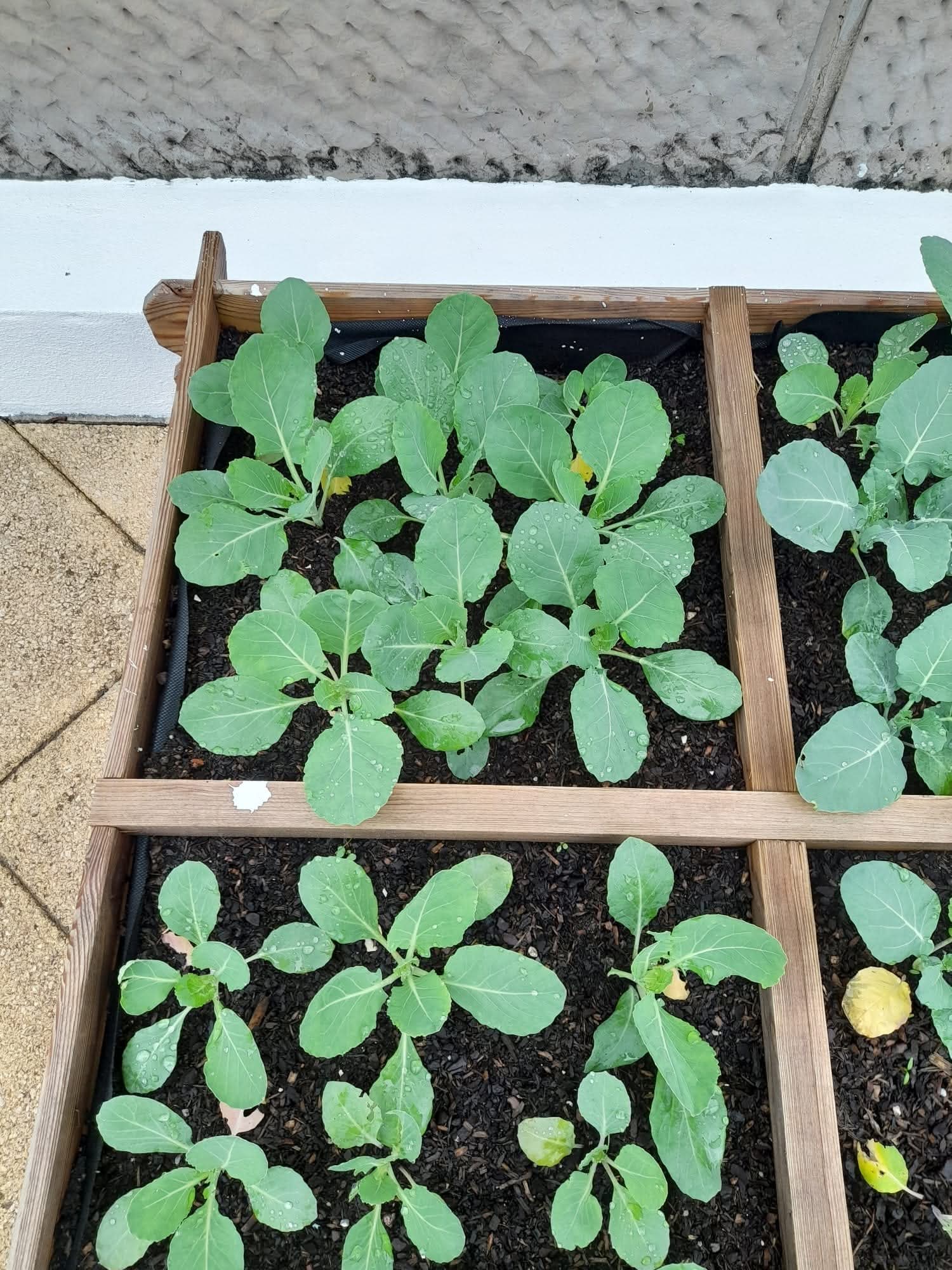 Aqui podemos já ver a evolução que a horta já tinha em janeiro.