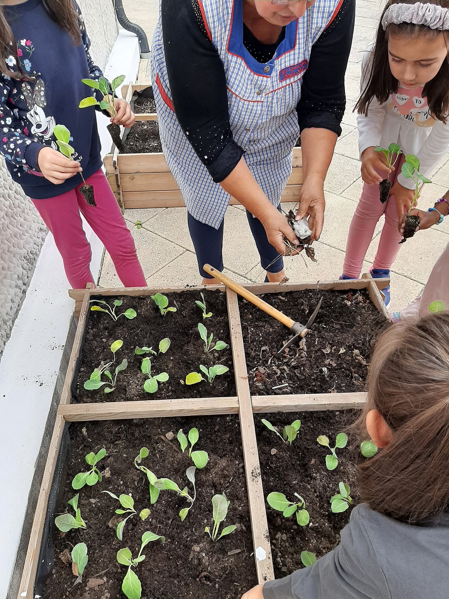 O inicio da horta , a qual começou em novembro de 2025.