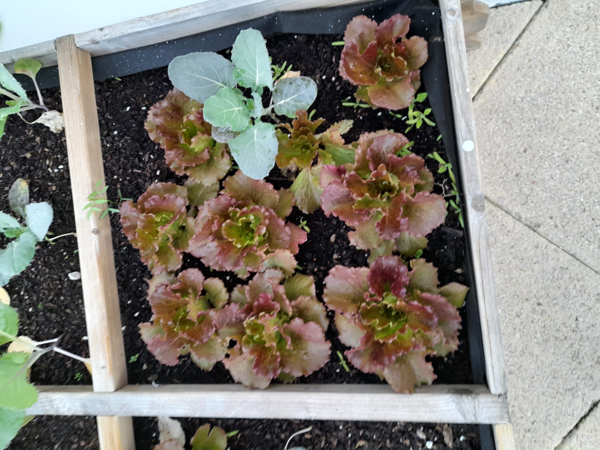 Continuação da horta com as alfaces.