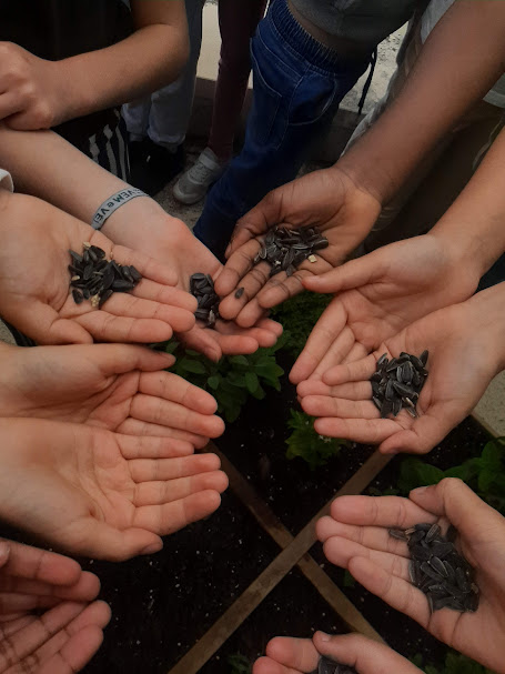 Nesta foto os alunos estão com sementes de girassol, para semear para alegrar a horta e o recinto escolar.