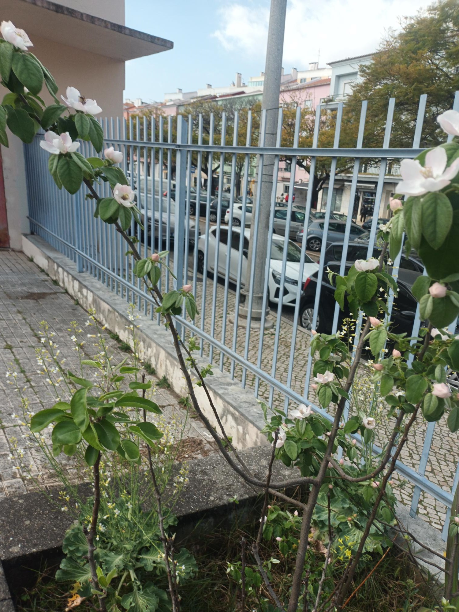 Pormenor das flores da macieira pero bravo esmolfe.