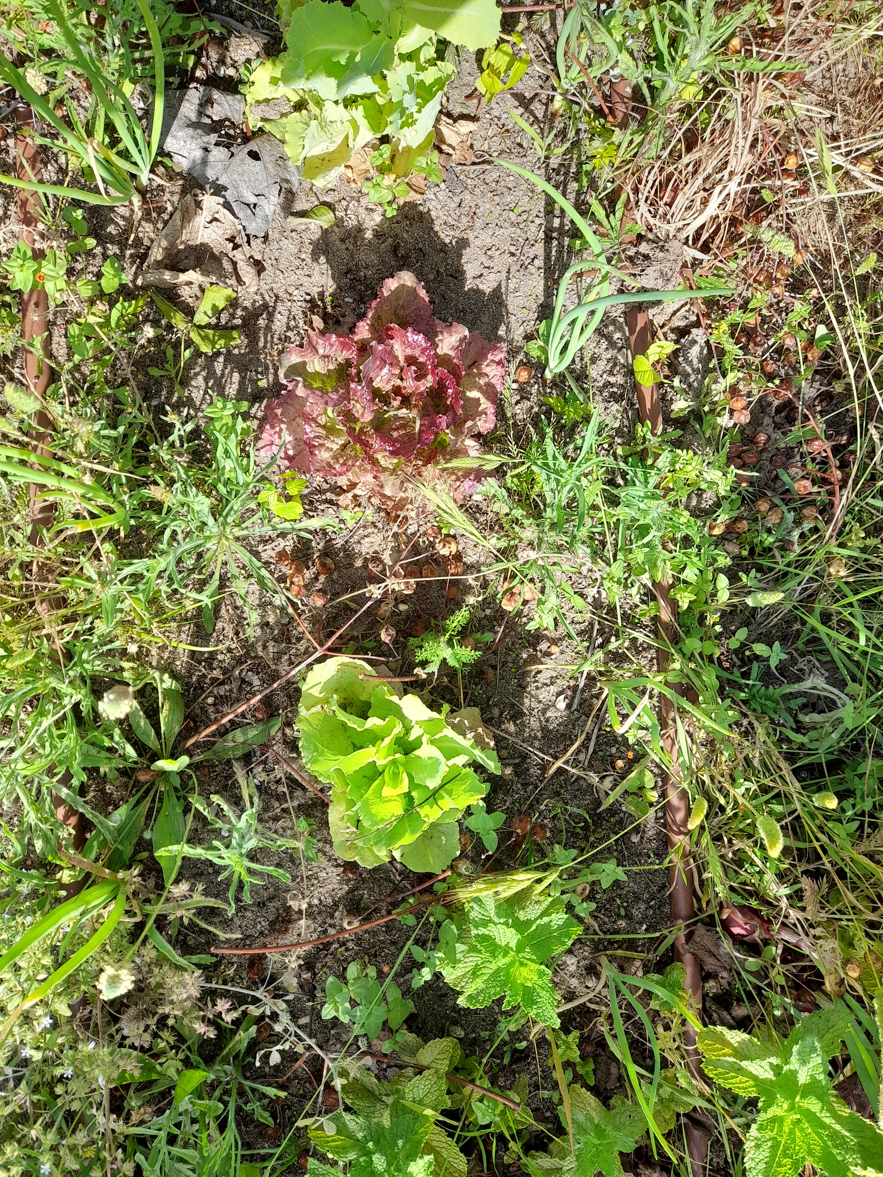 Horta em maio