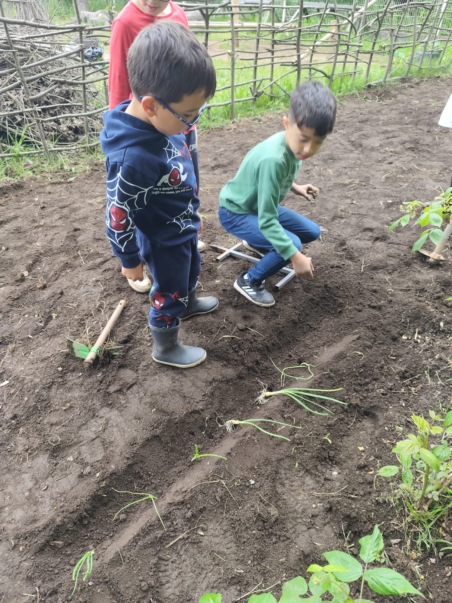 Transplantação de cebolo