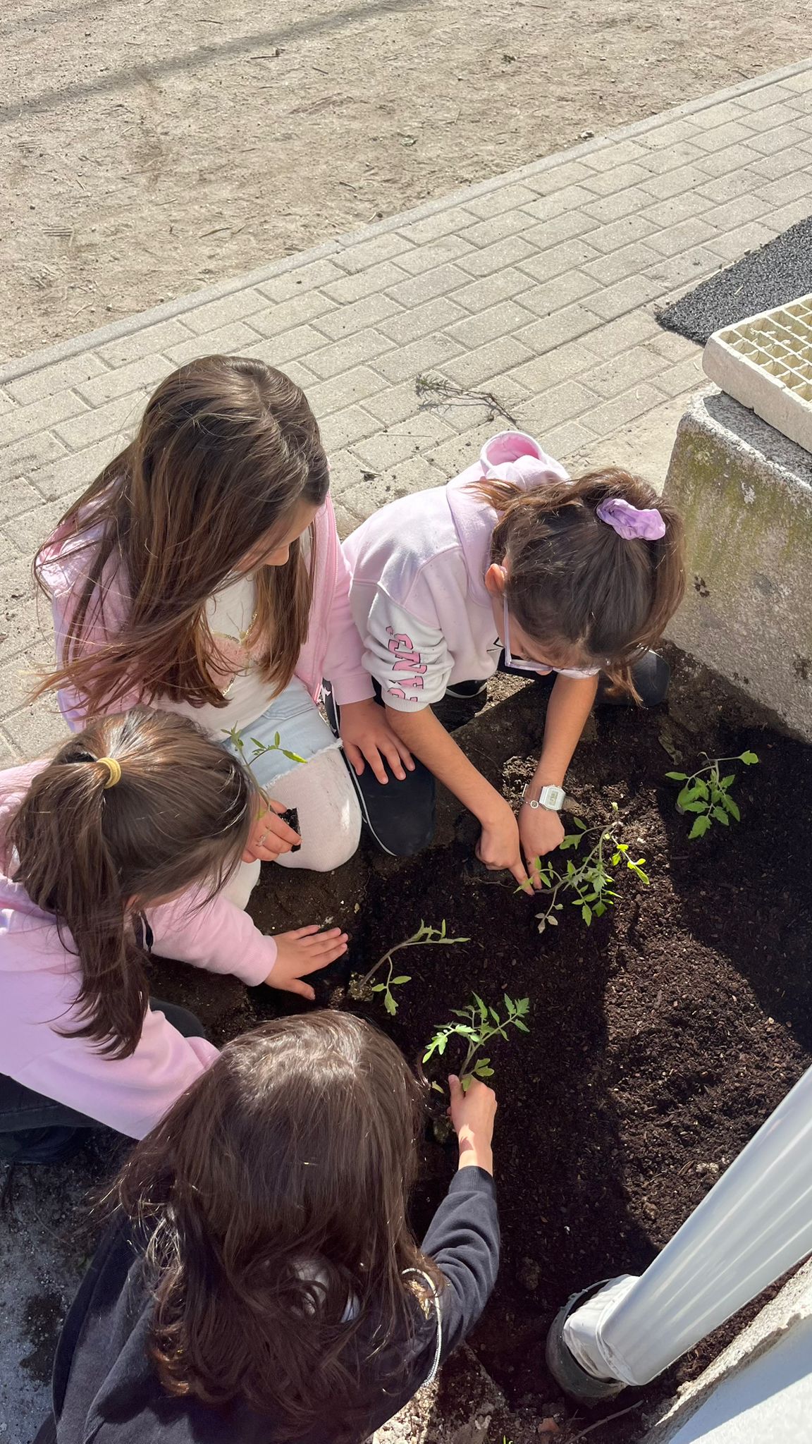Plantar tomateiros em março.
Foram plantados em 8 pneus.
Em crescimento.