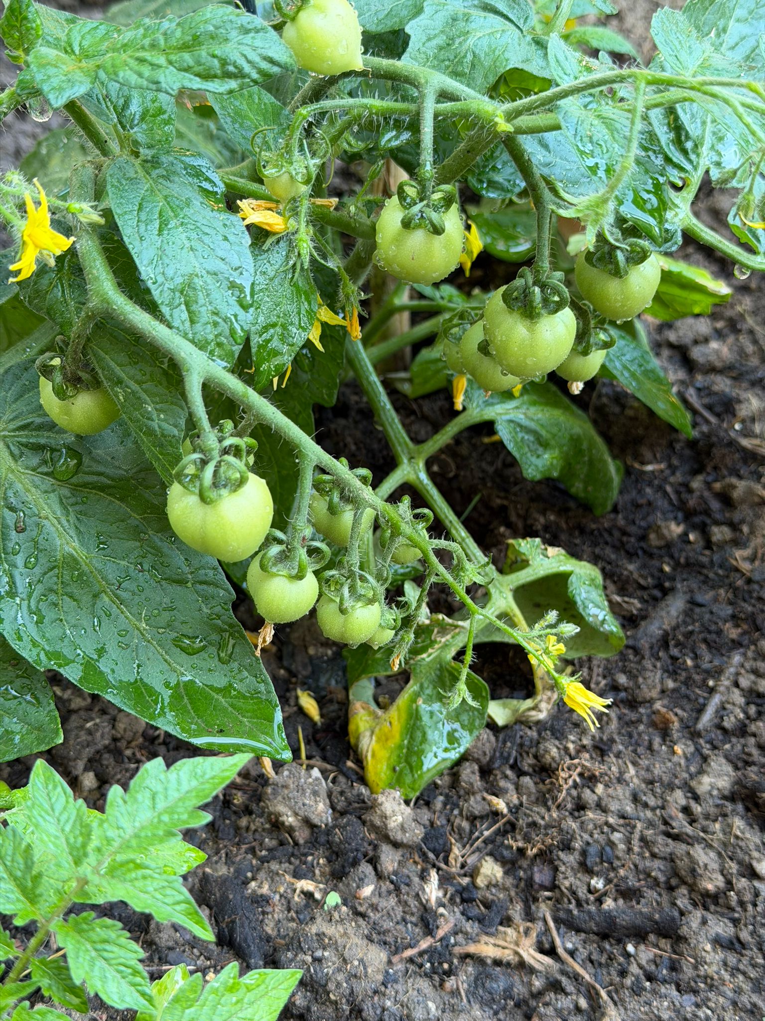 Plantar Tomates
