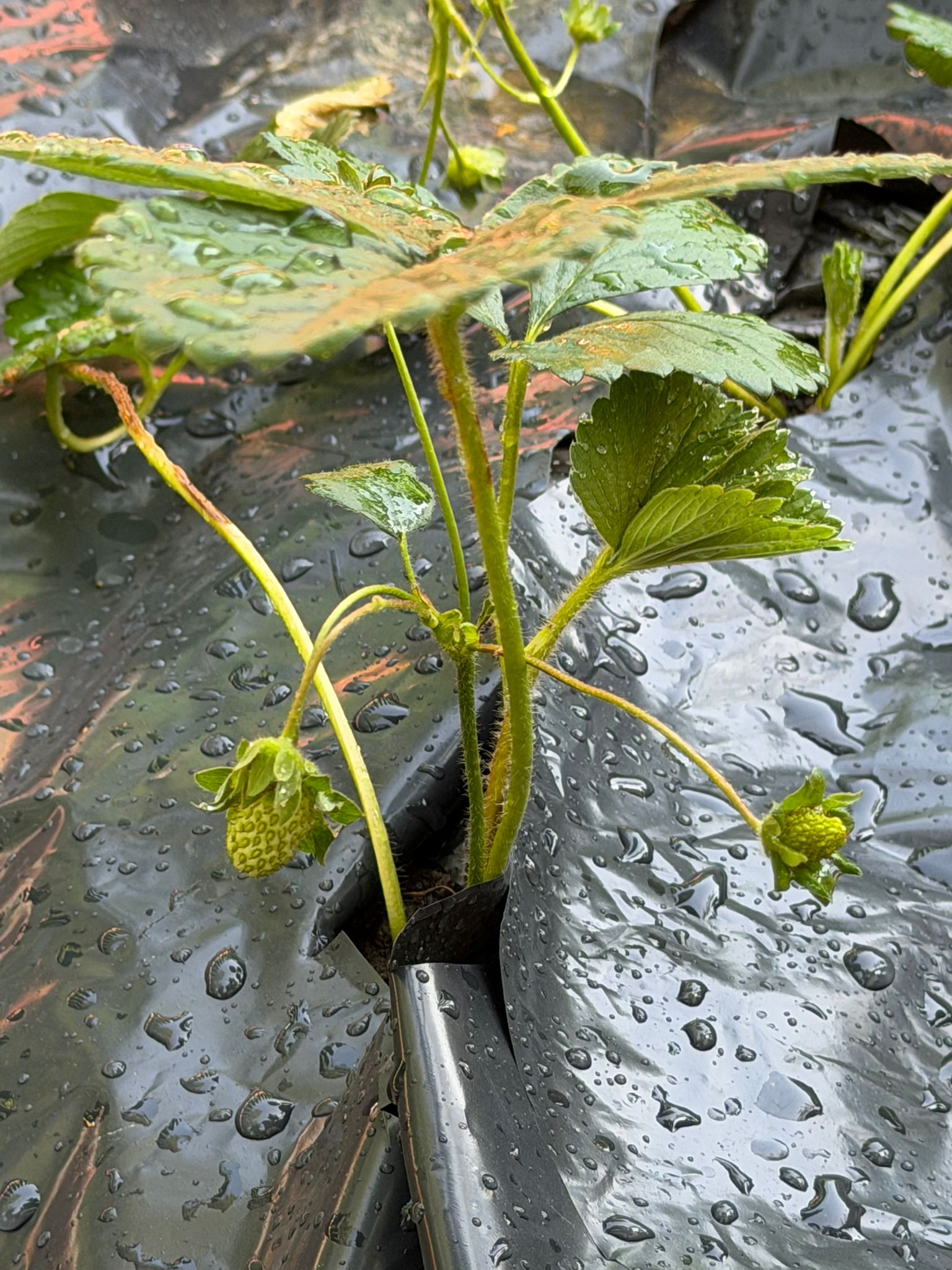 Plantar morangos