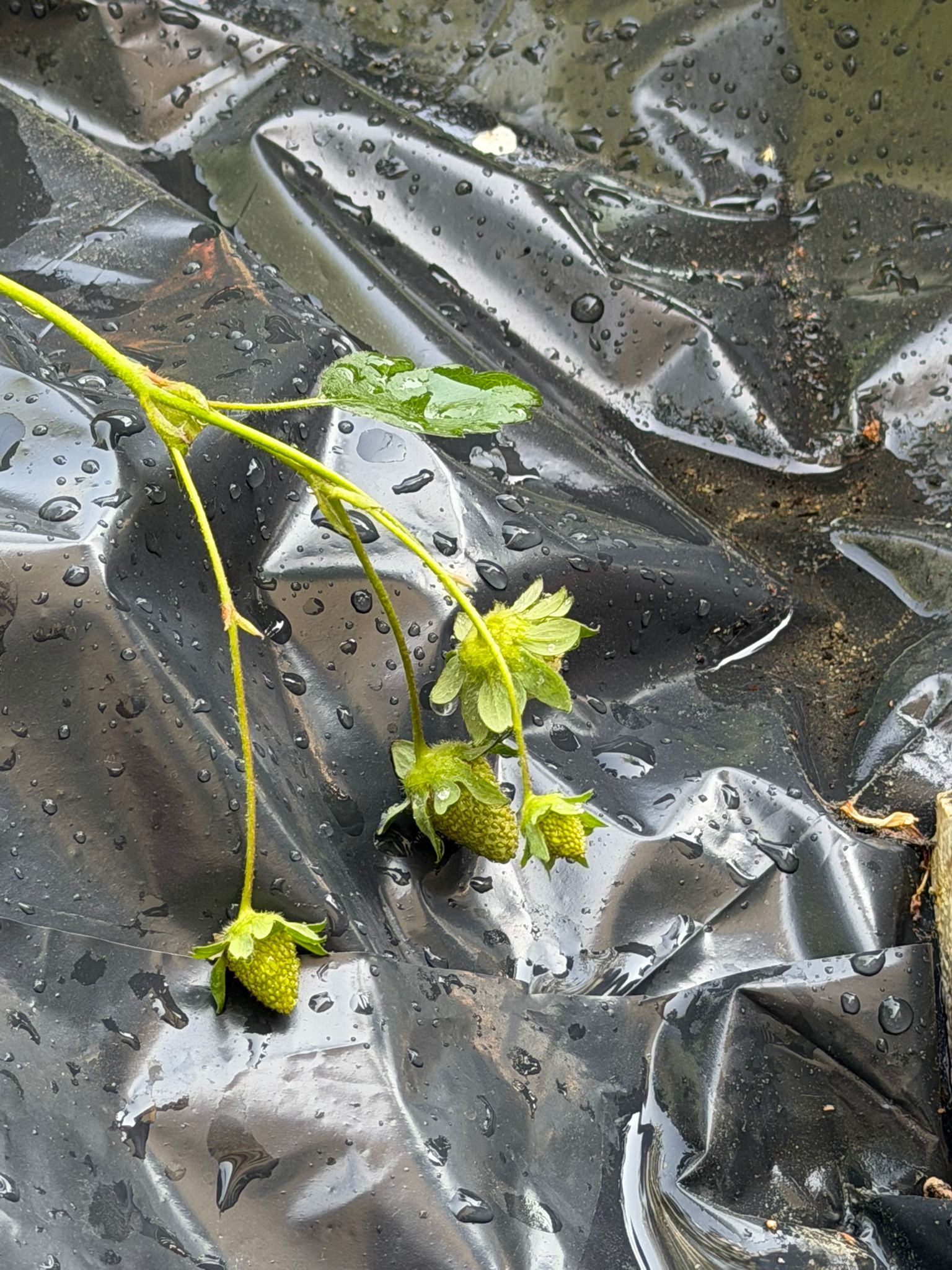 Plantar 2 árvore de morangos