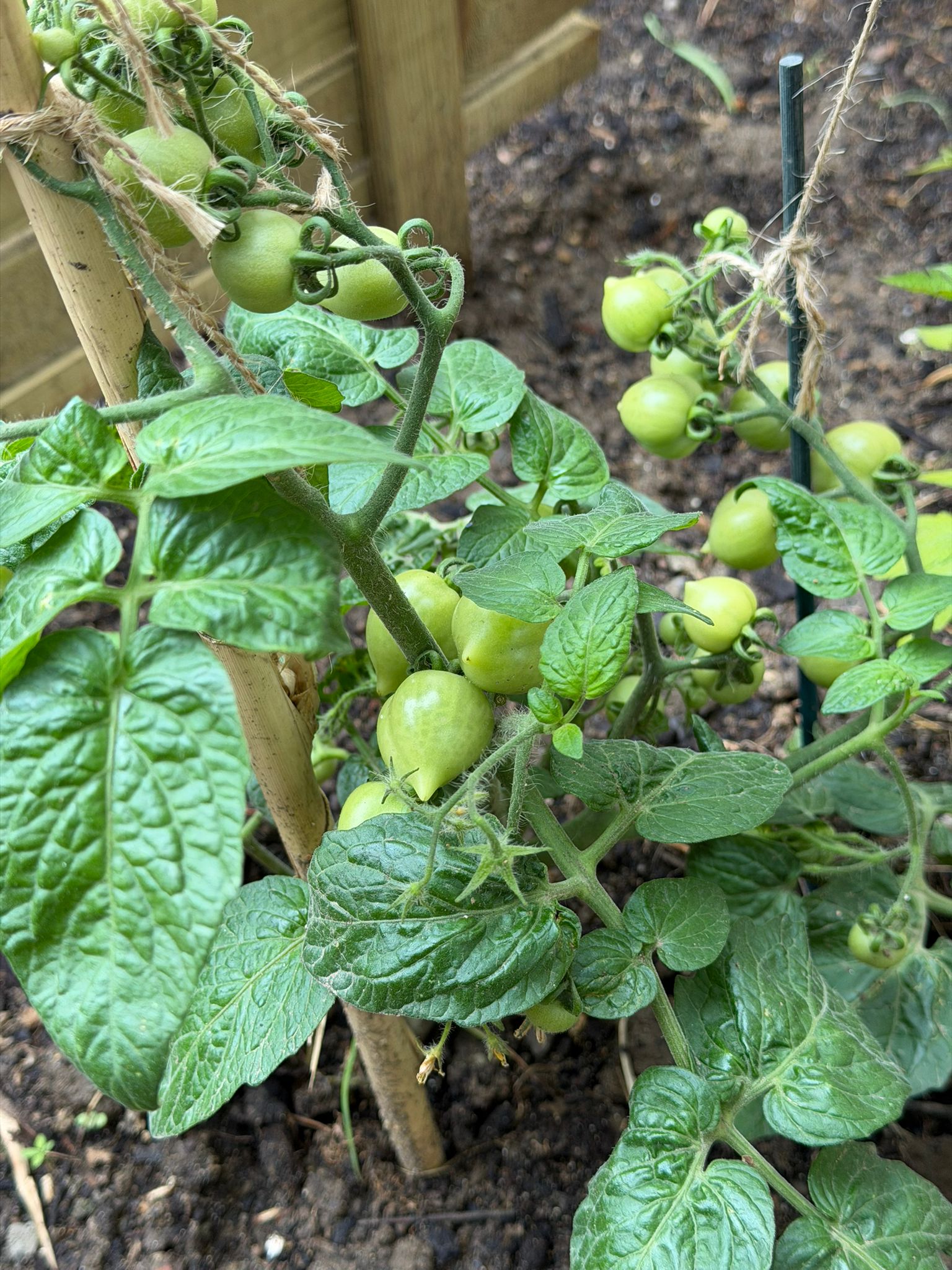 Evolução da plantação feita em janeiro dos tomates