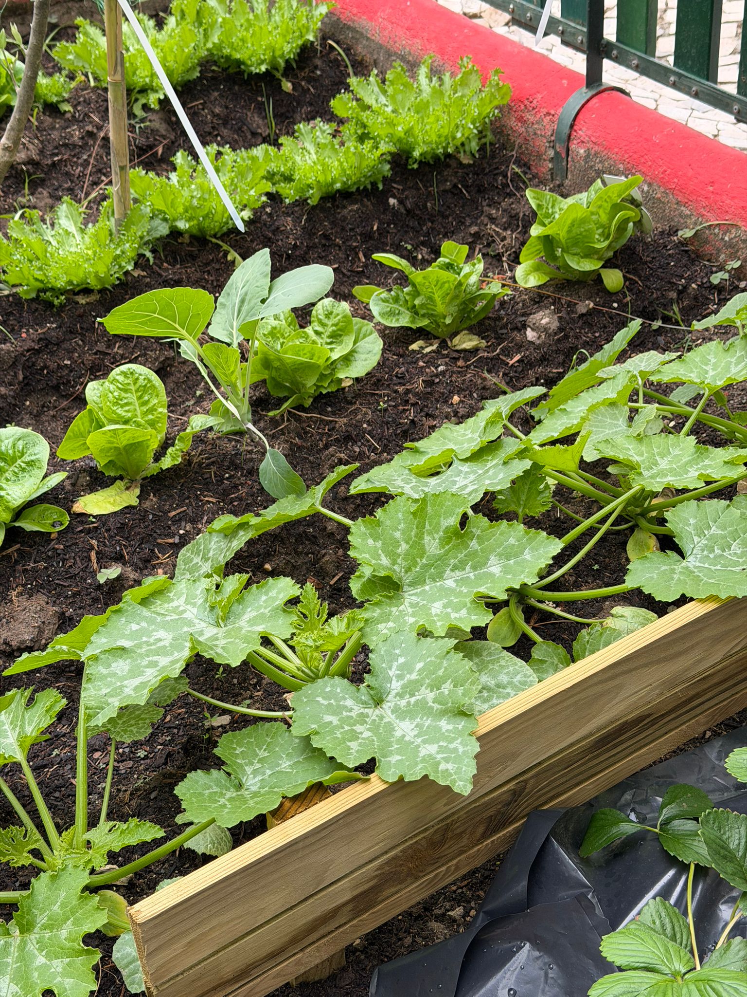Evolução da plantação feita em janeiro da alface
