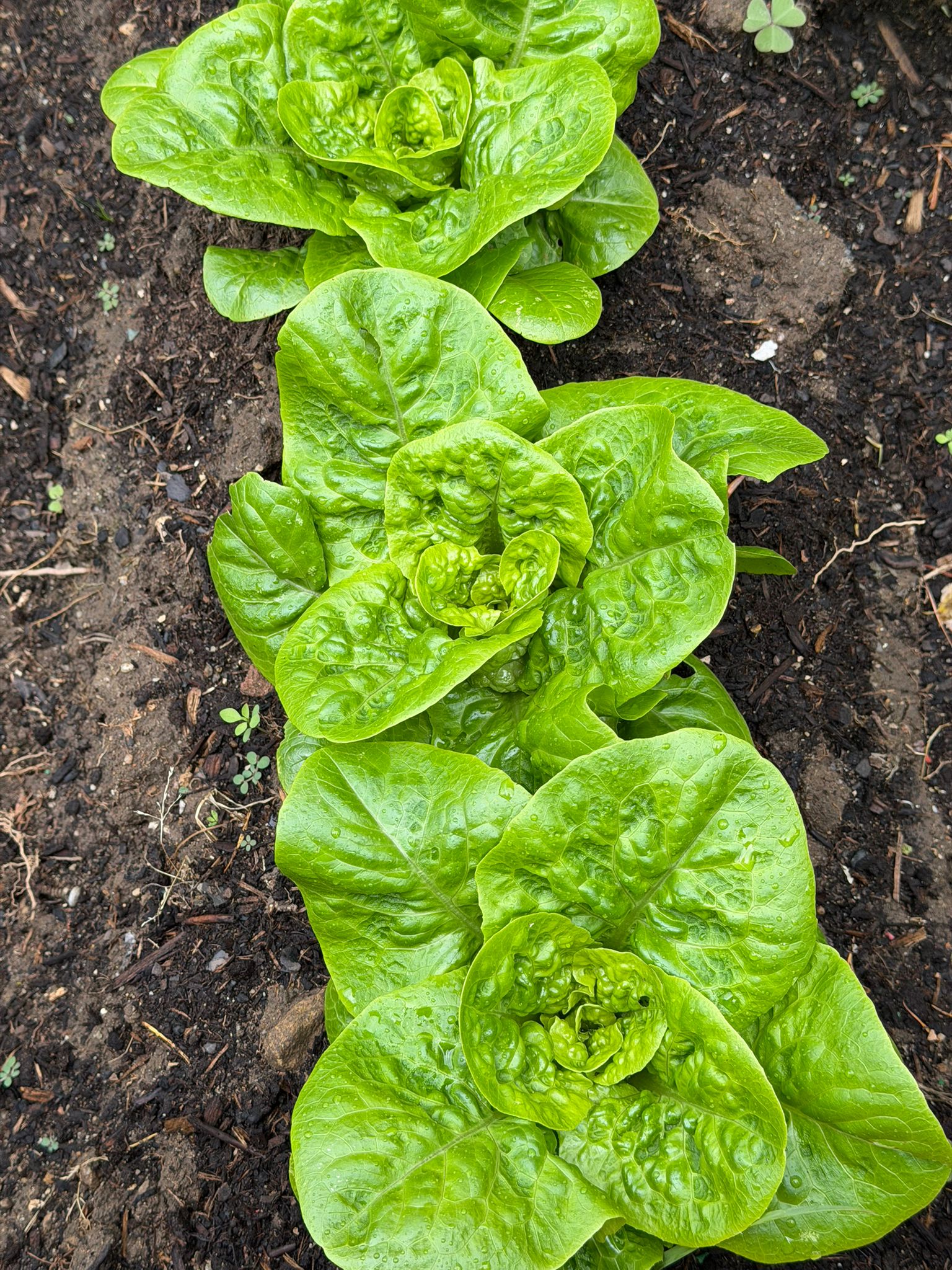 Evolução da plantação feita em janeiro da alface