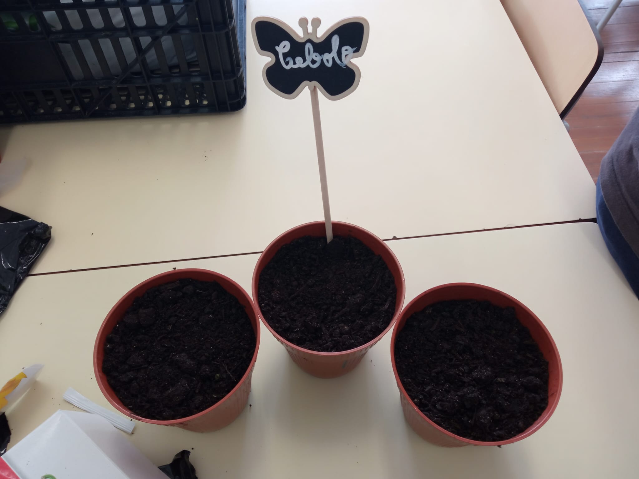 Plantação de cebolo