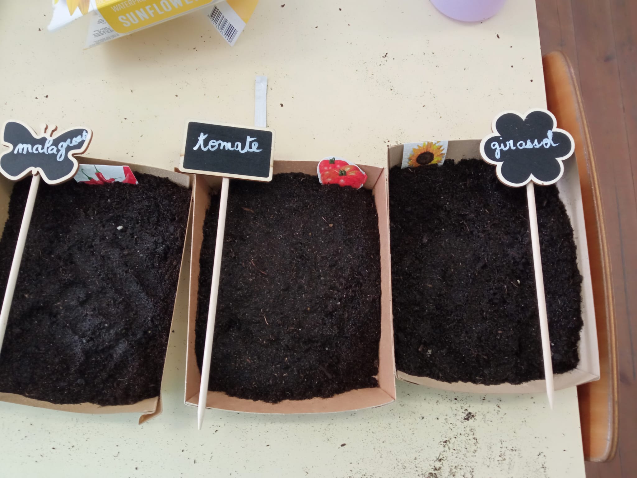 Plantação malagueta, tomate e girassol