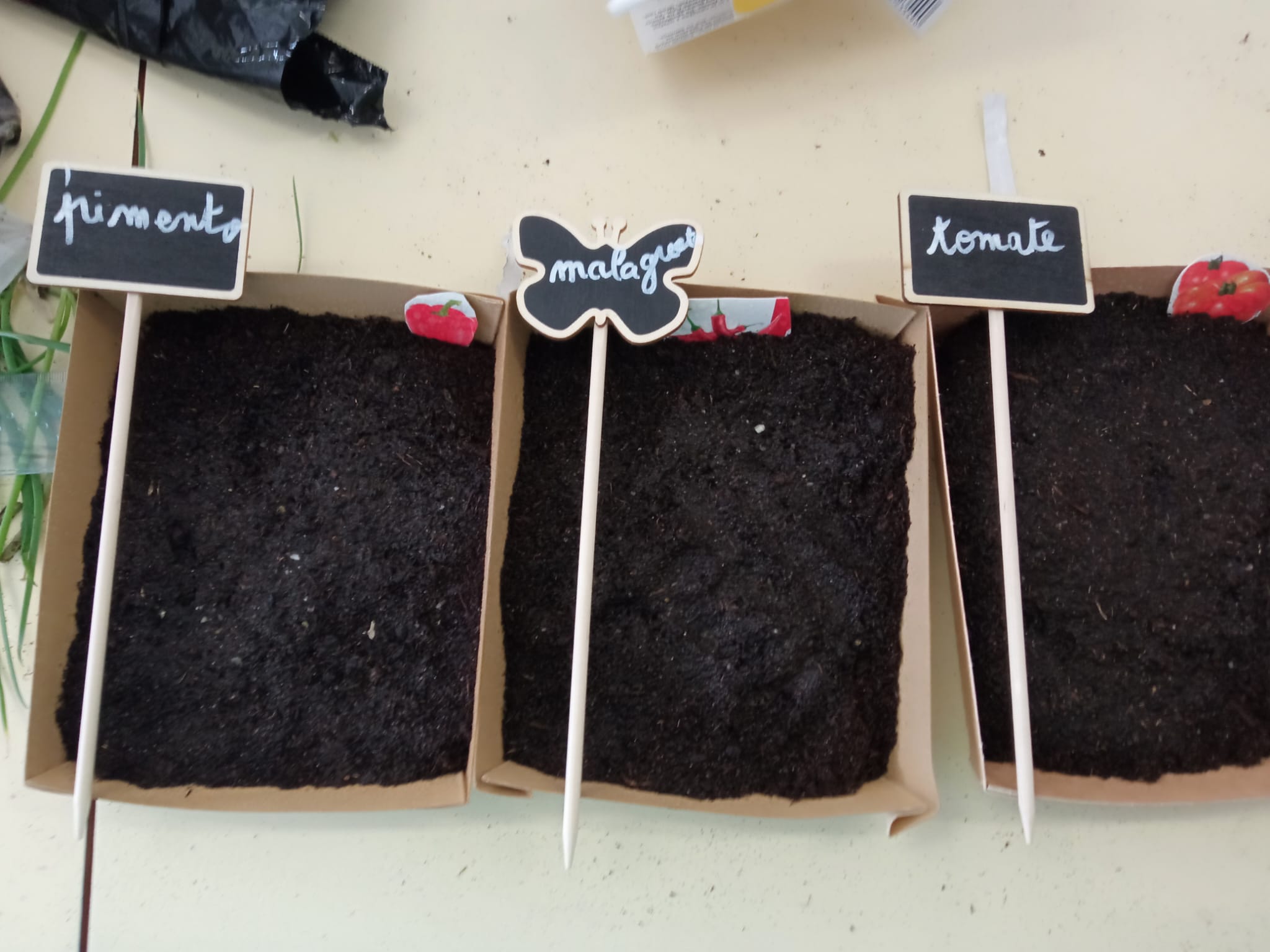 Plantação pimento, malagueta e tomate