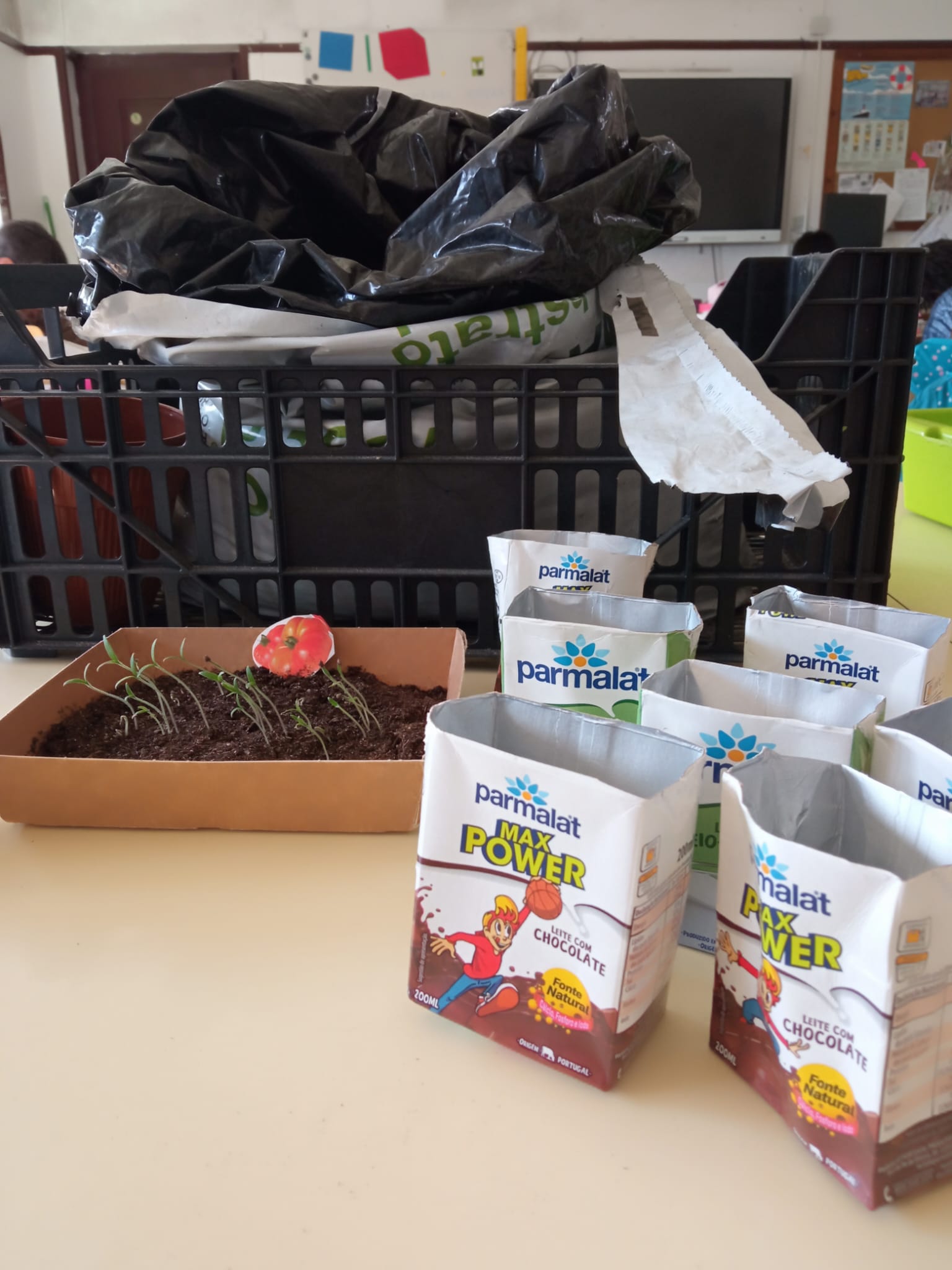 Germinação da plantação de tomateiros.