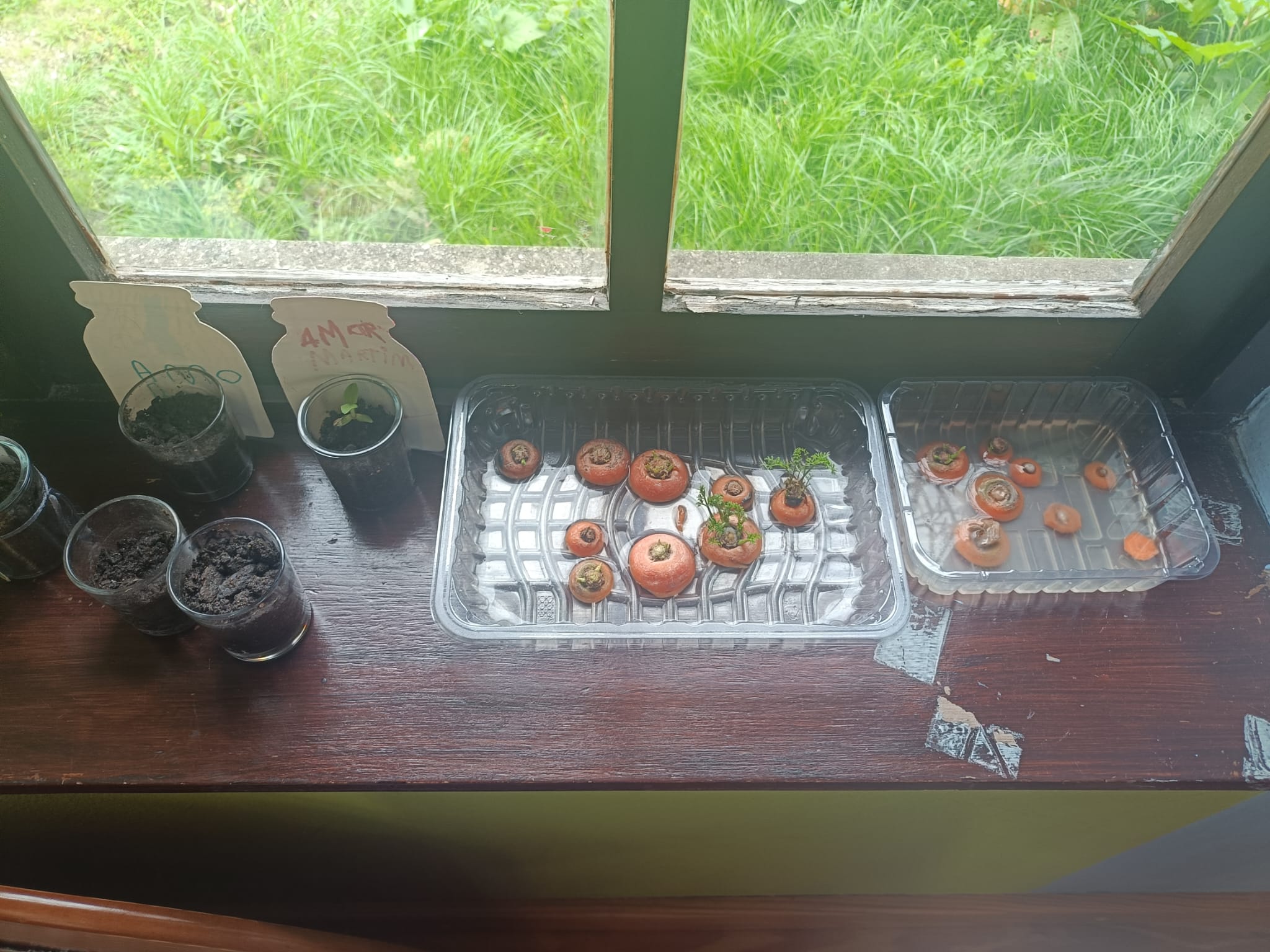 Horta escolar- Cenouras