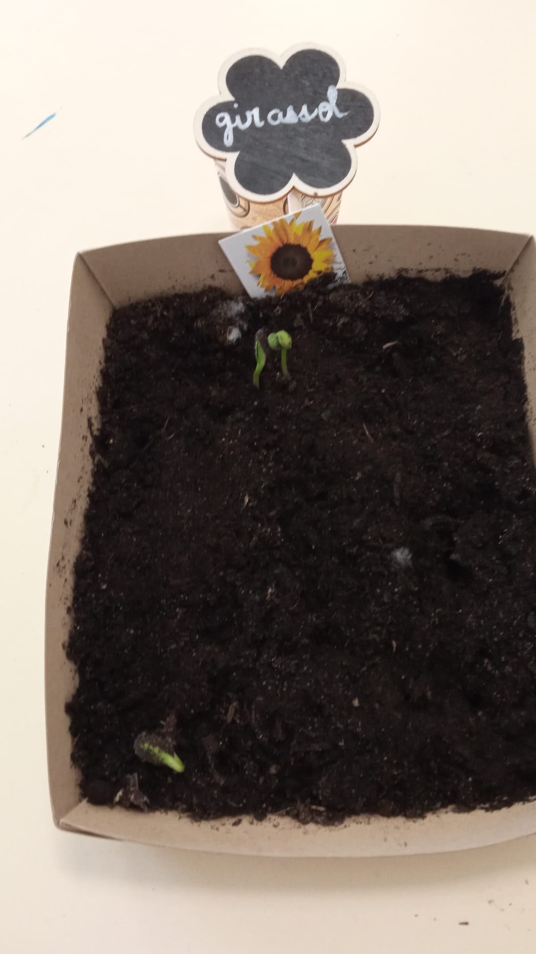 Horta escolar - Girassóis