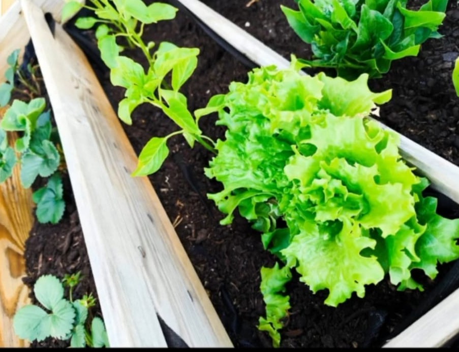 Plantação de morangos, agrião água, cenoura, tomates e alfaces 1