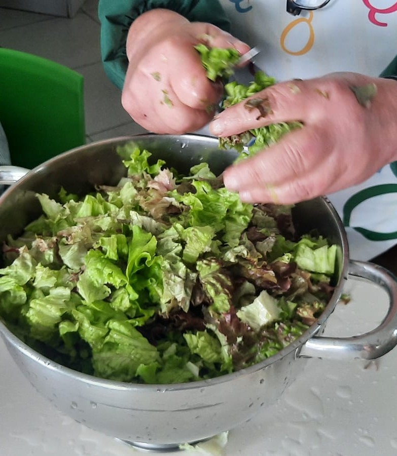 Colheita e alimentação com as alfaces da horta