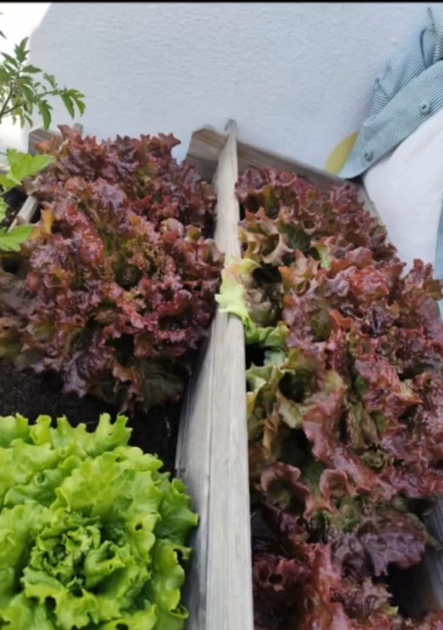 Colheita e alimentação com as alfaces da horta 1