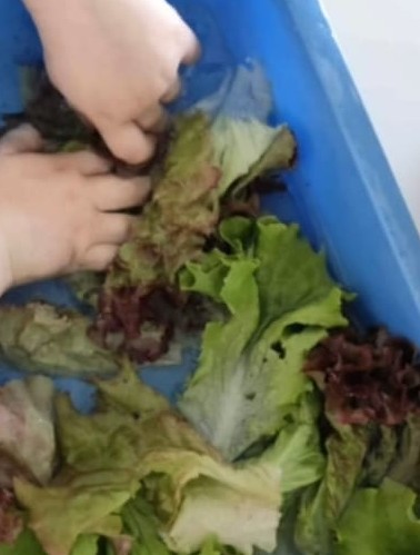 Colheita e alimentação com as alfaces da horta 2