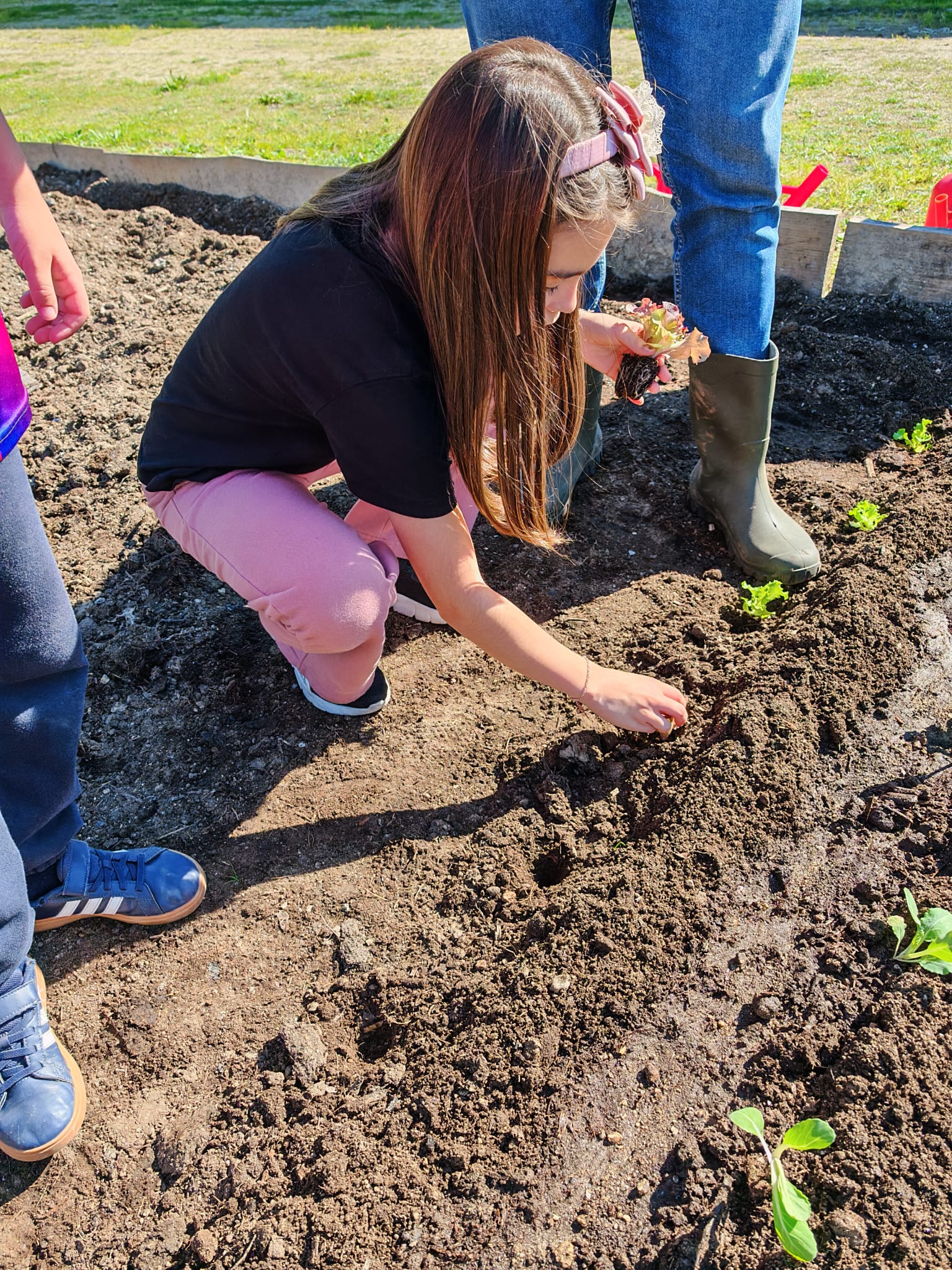 Plantação de hortícolas