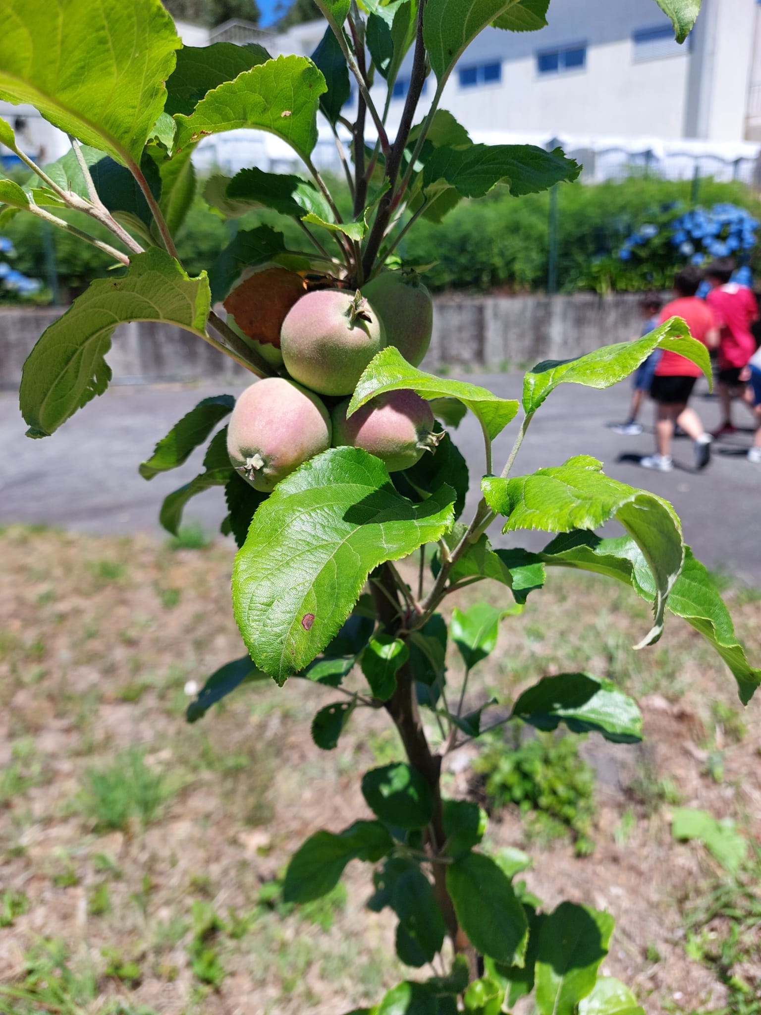 As nossas árvores a dar frutos.