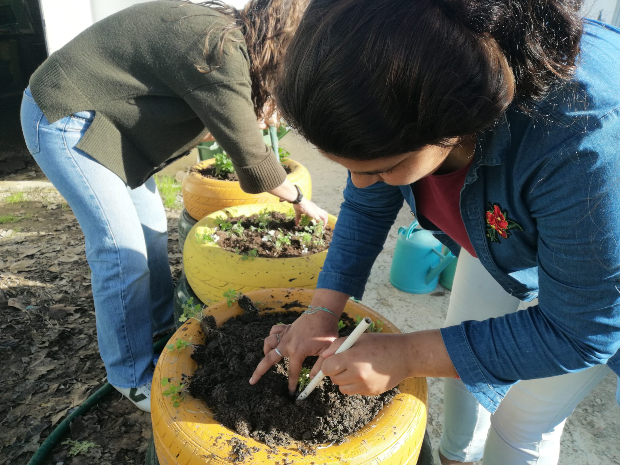 Plantação de hortelã, salsa e coentros.