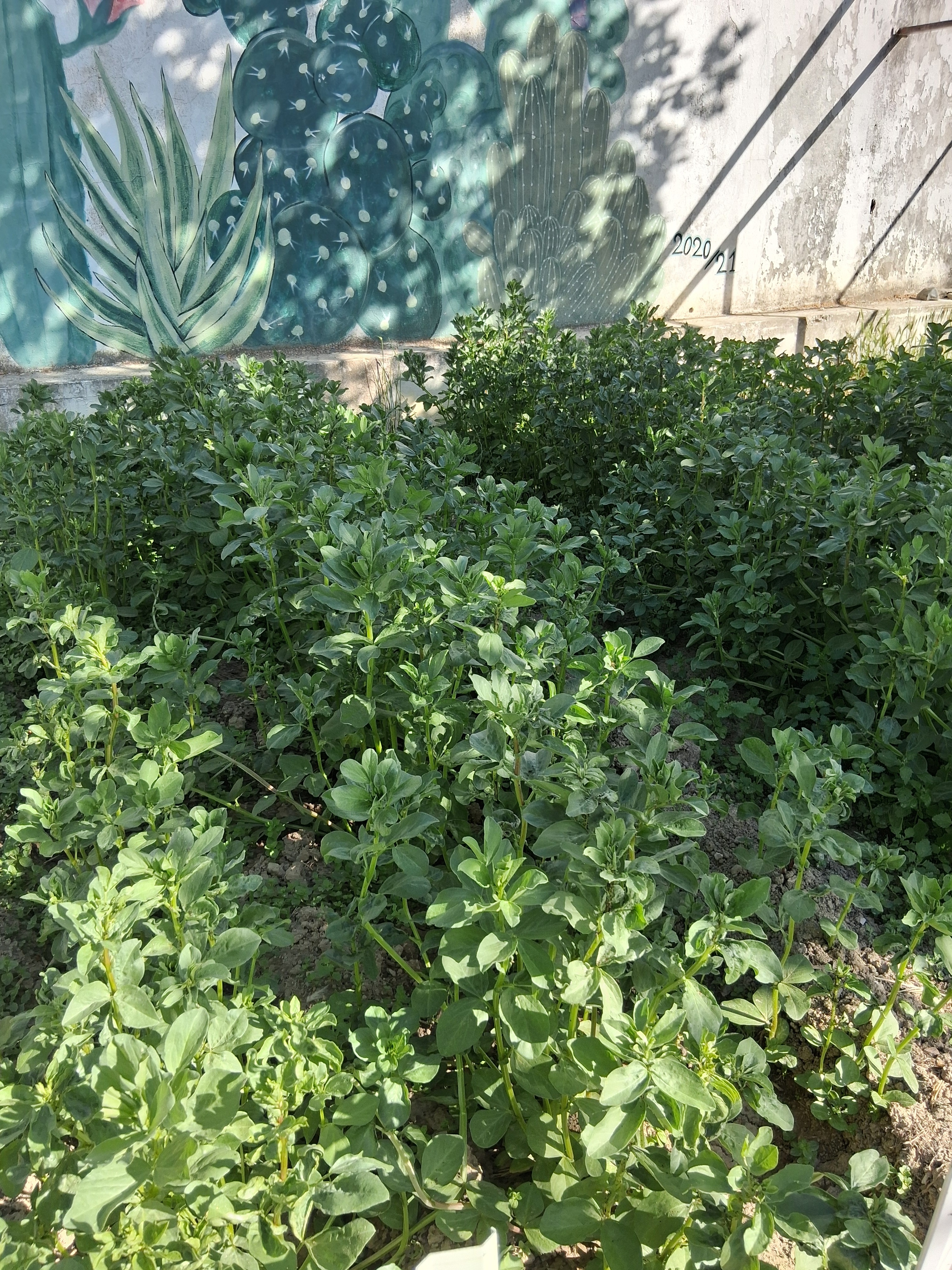 Favas
