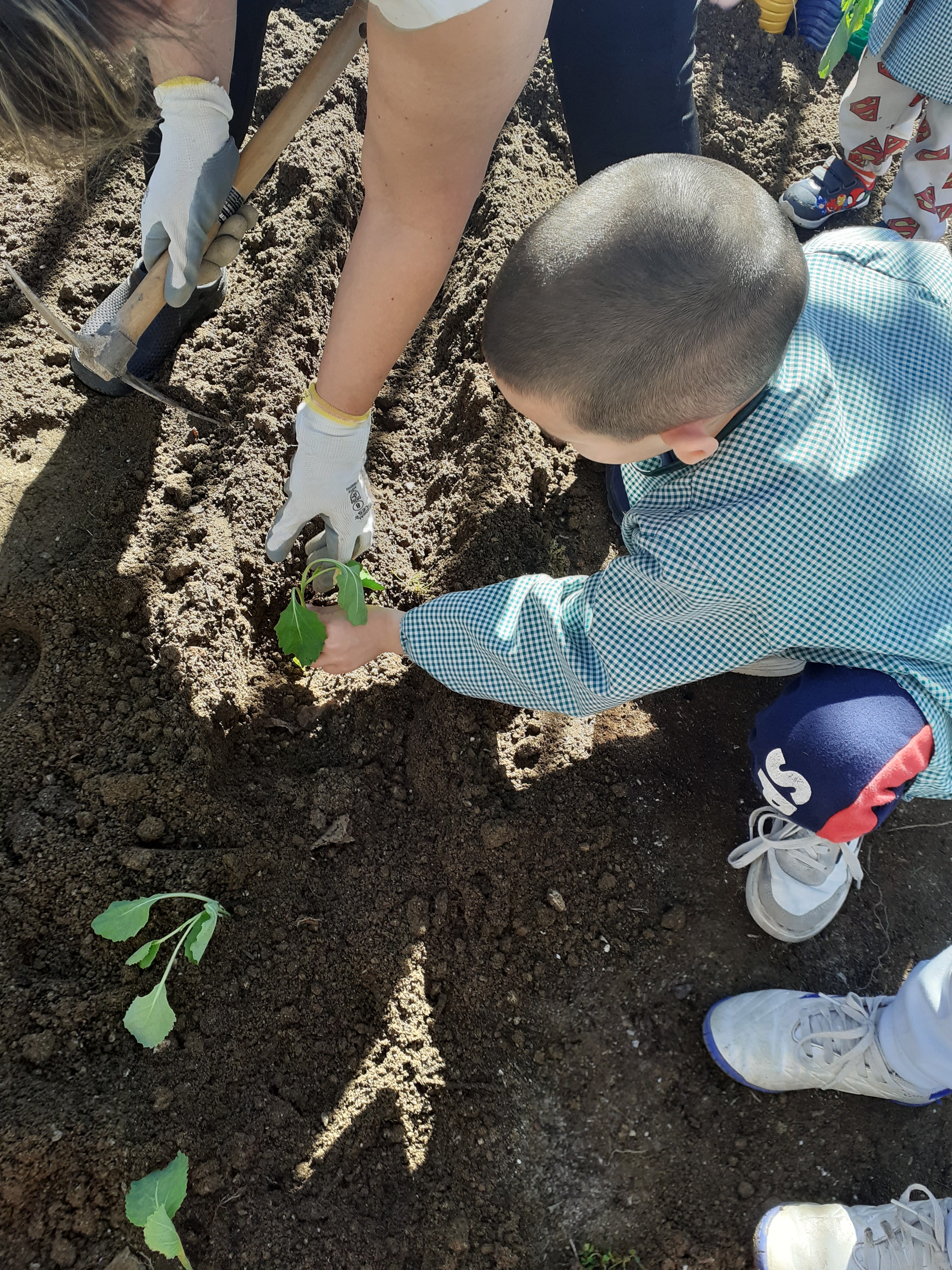 A nossa horta após as plantações e sementeira de nabiças.