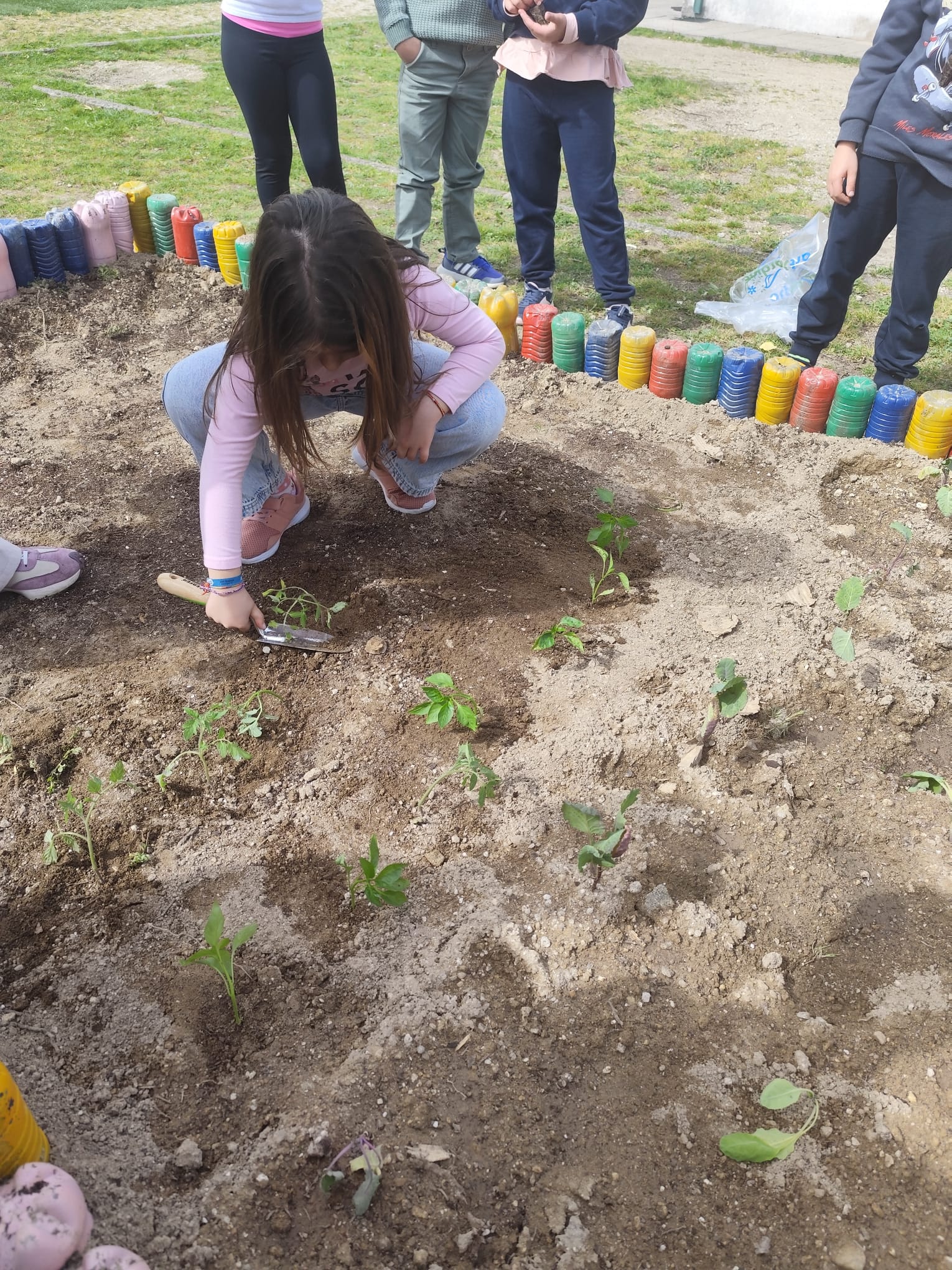 Plantação de tomates pelos alunos do 1º ciclo